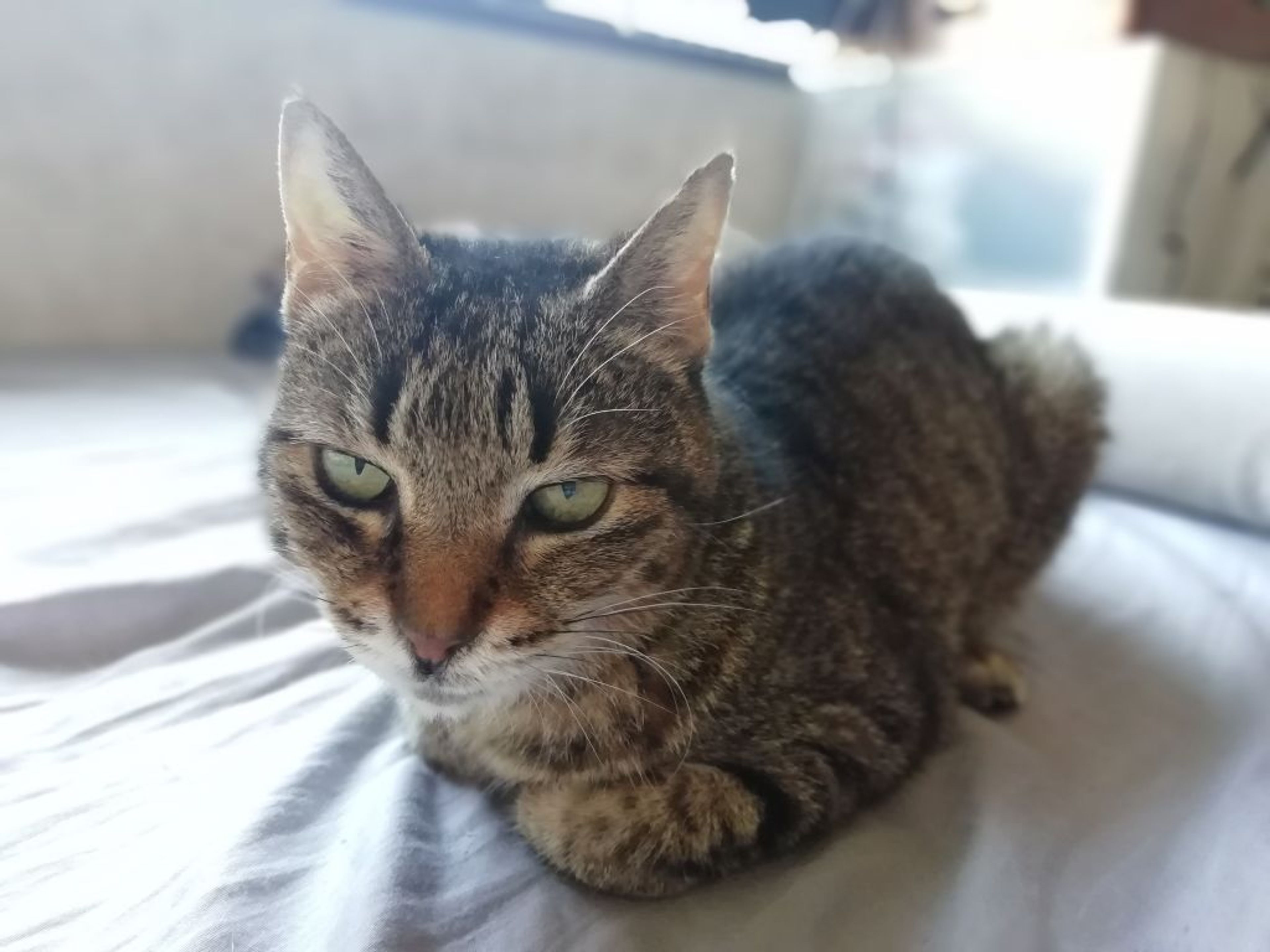 pet-image-6