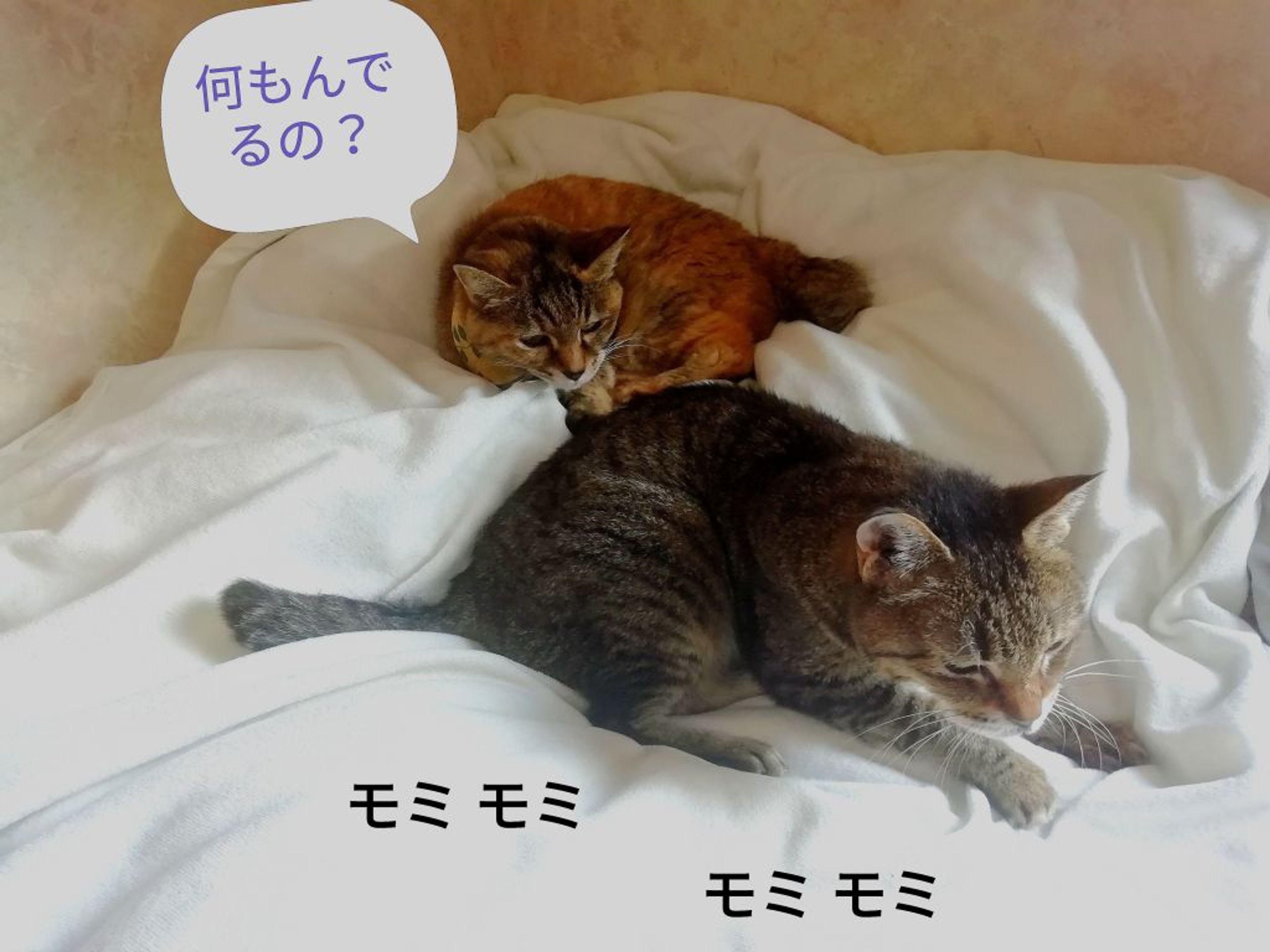 pet-image-7
