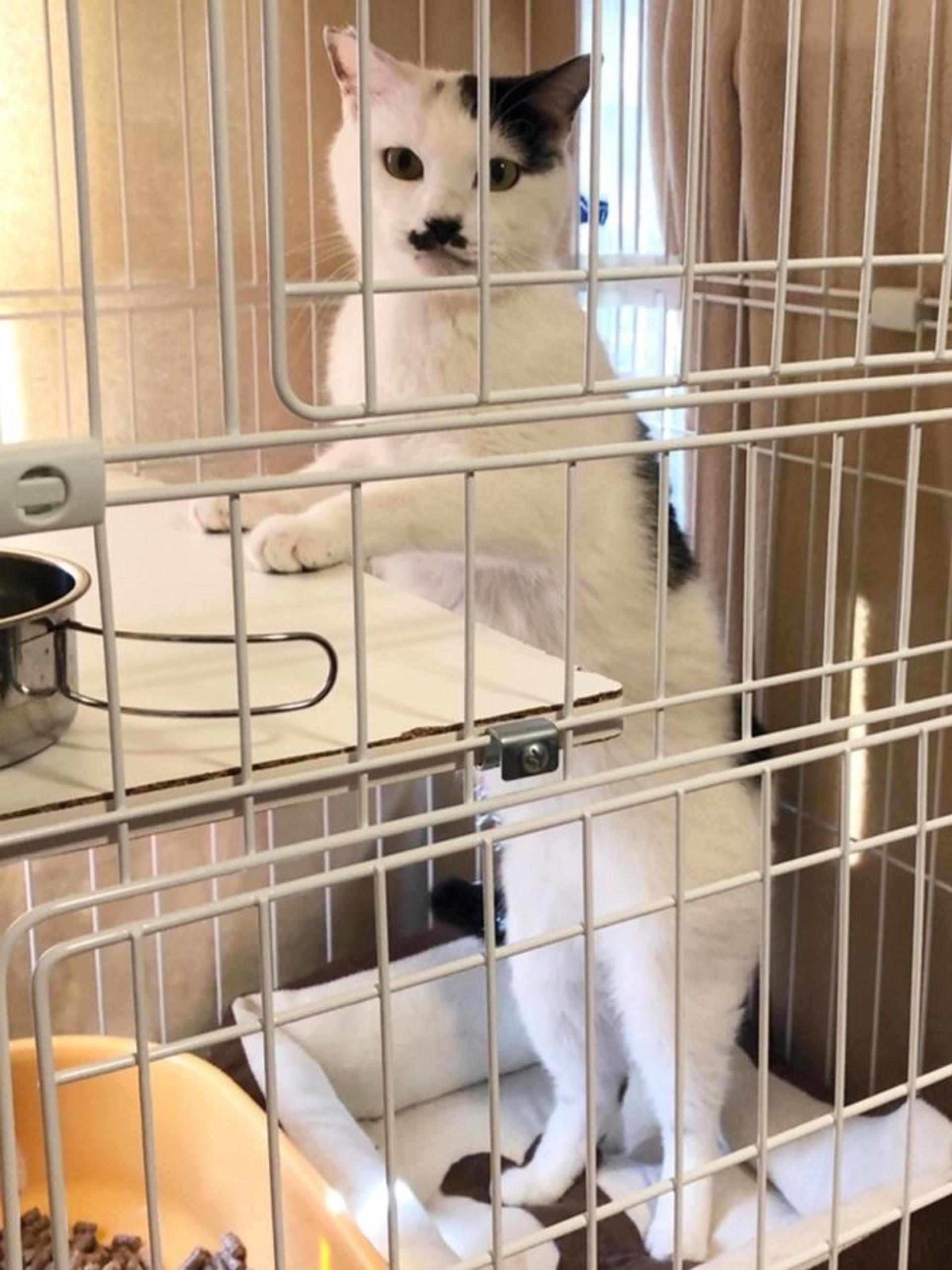 pet-image-5