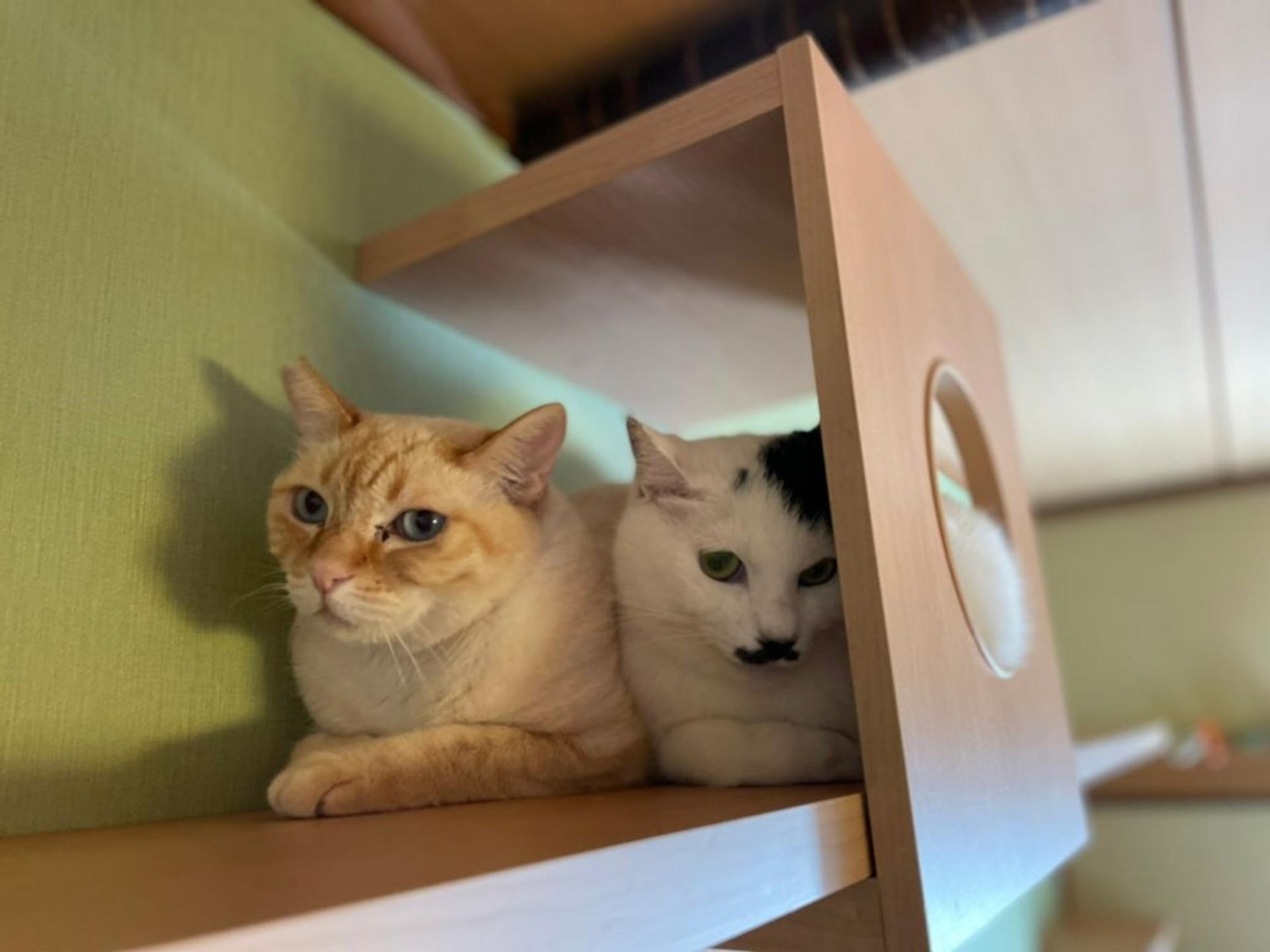 pet-image-4