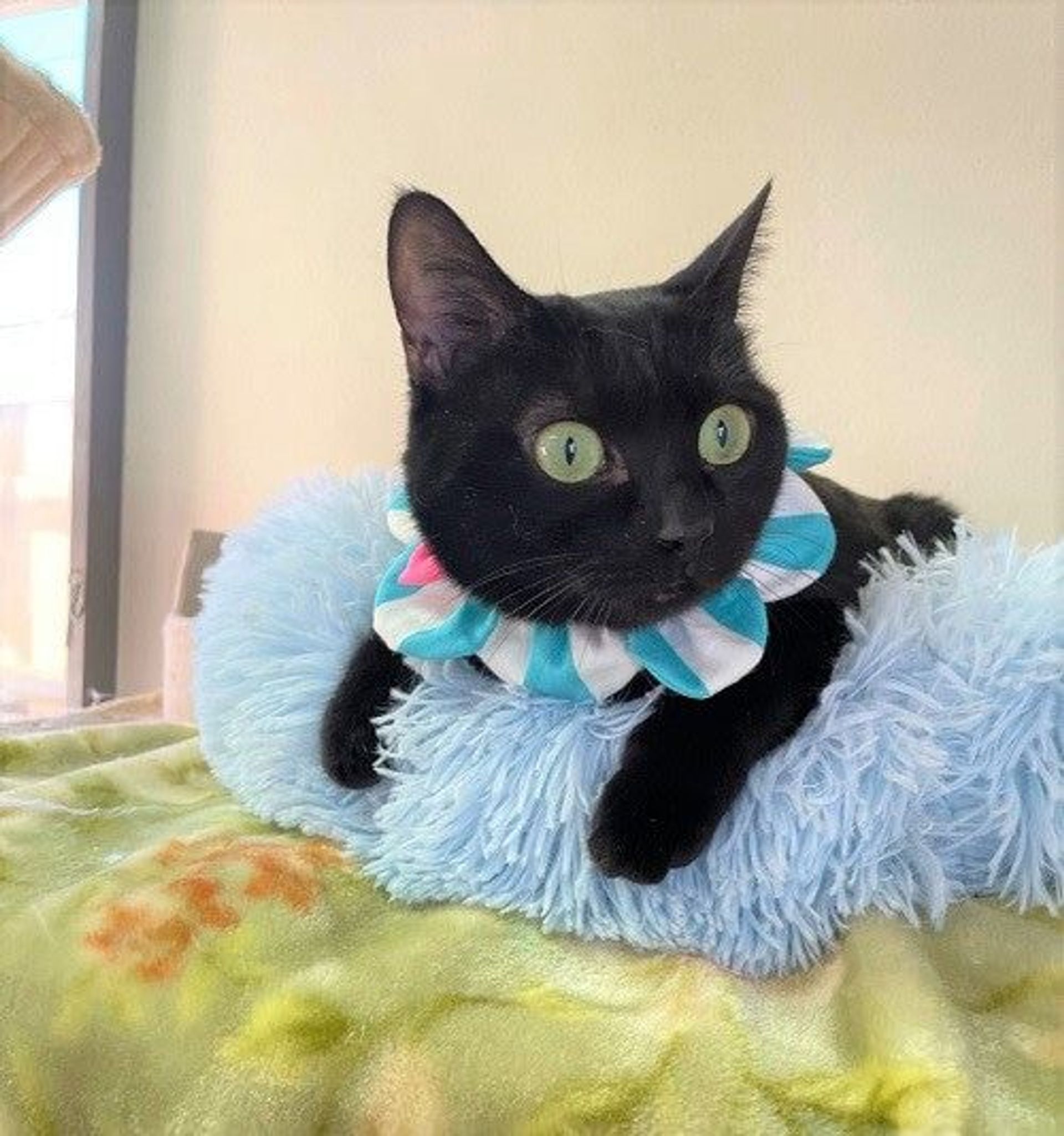 雑種（ミックス猫）・メスの里親募集の写真
