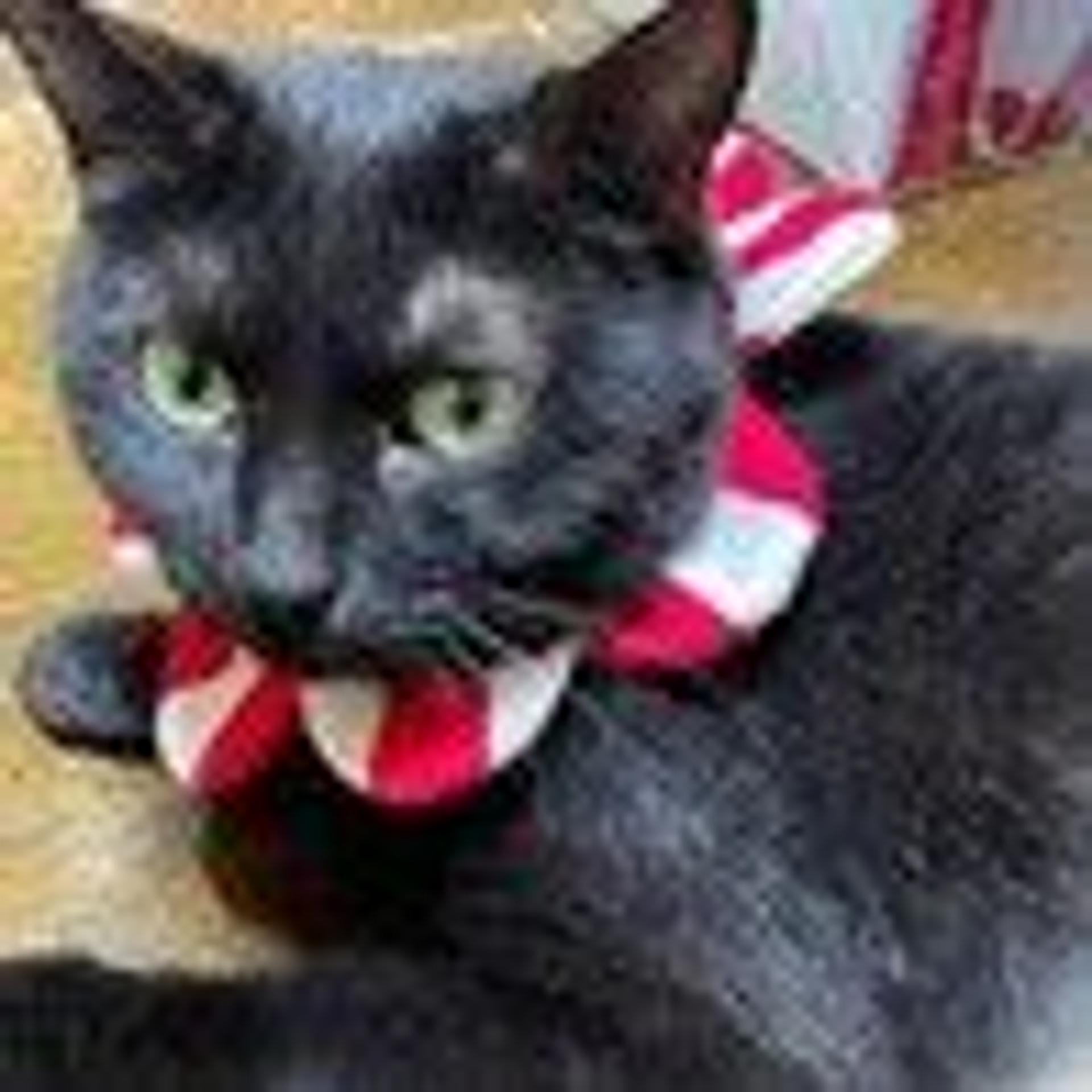 pet-image-3