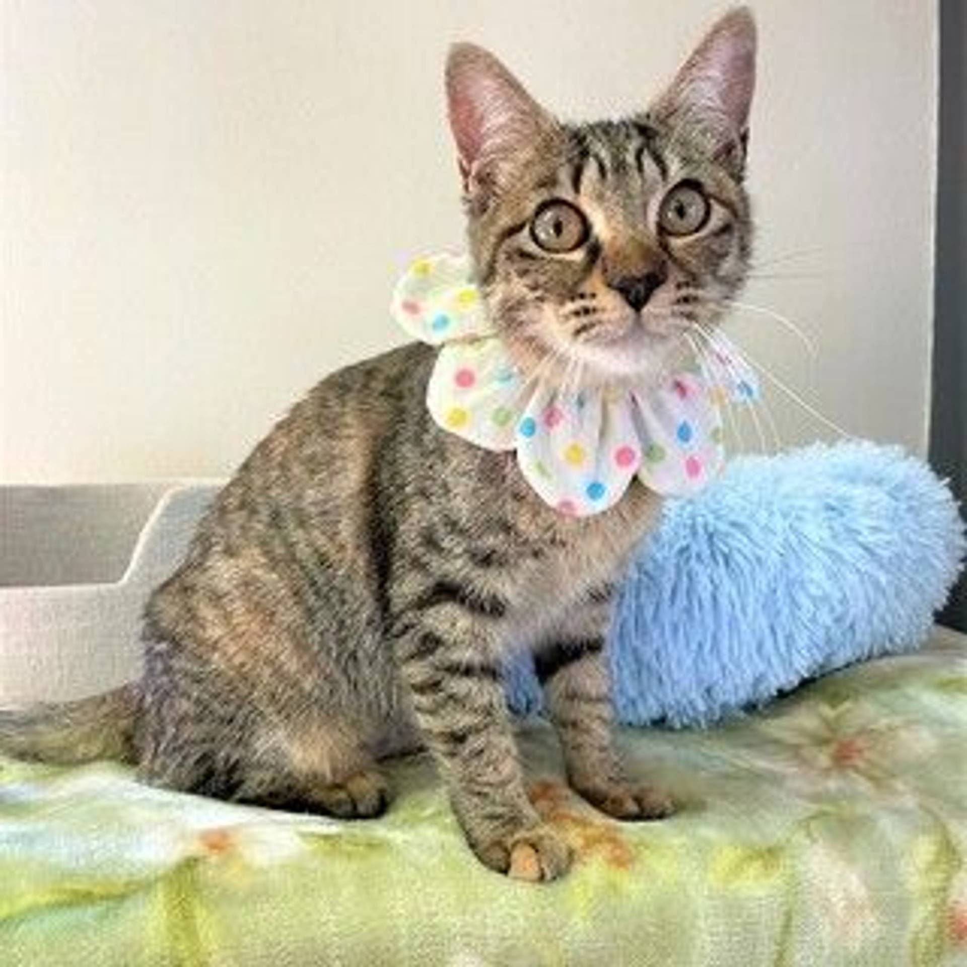 雑種（ミックス猫）・メスの里親募集の写真