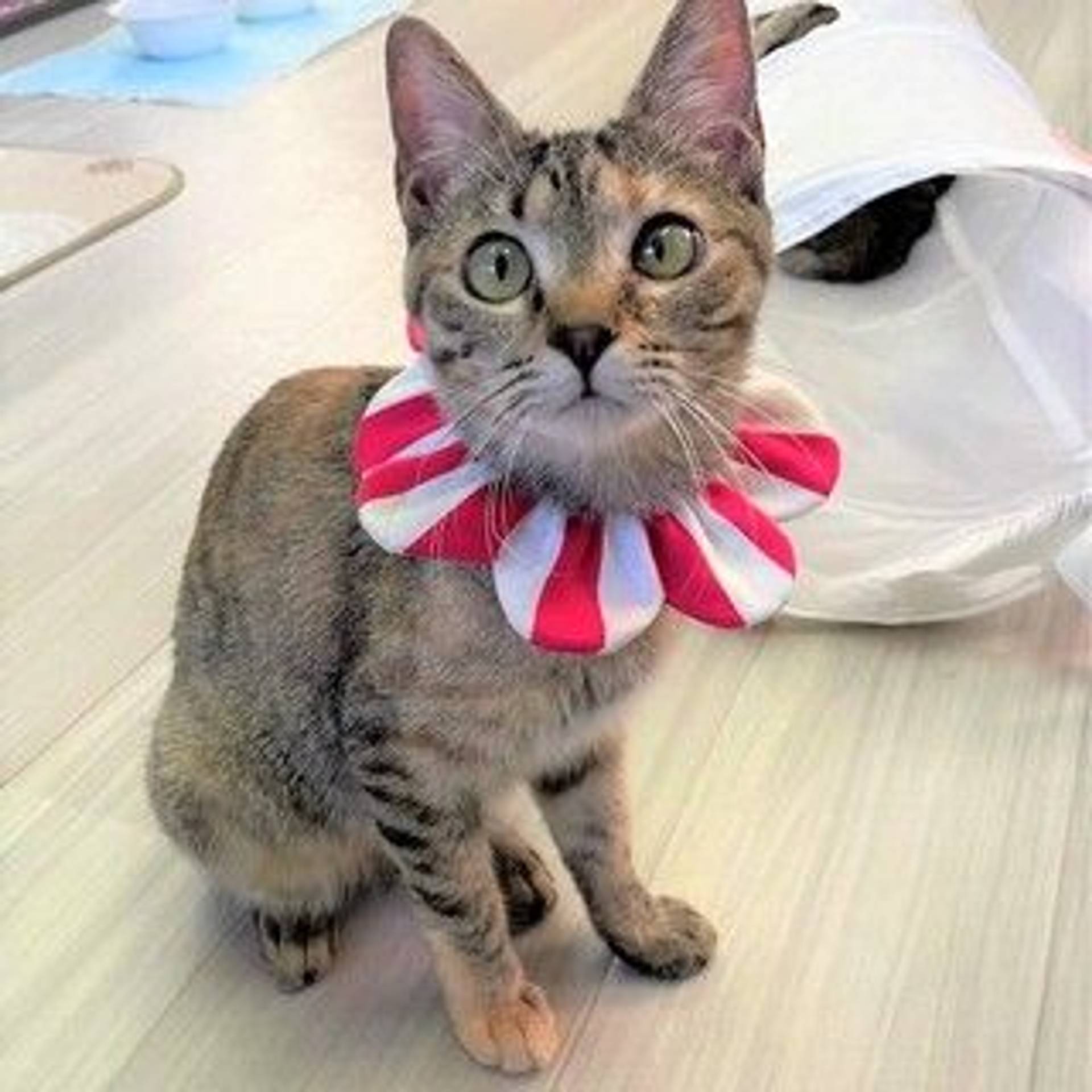 雑種（ミックス猫）・メスの里親募集の写真