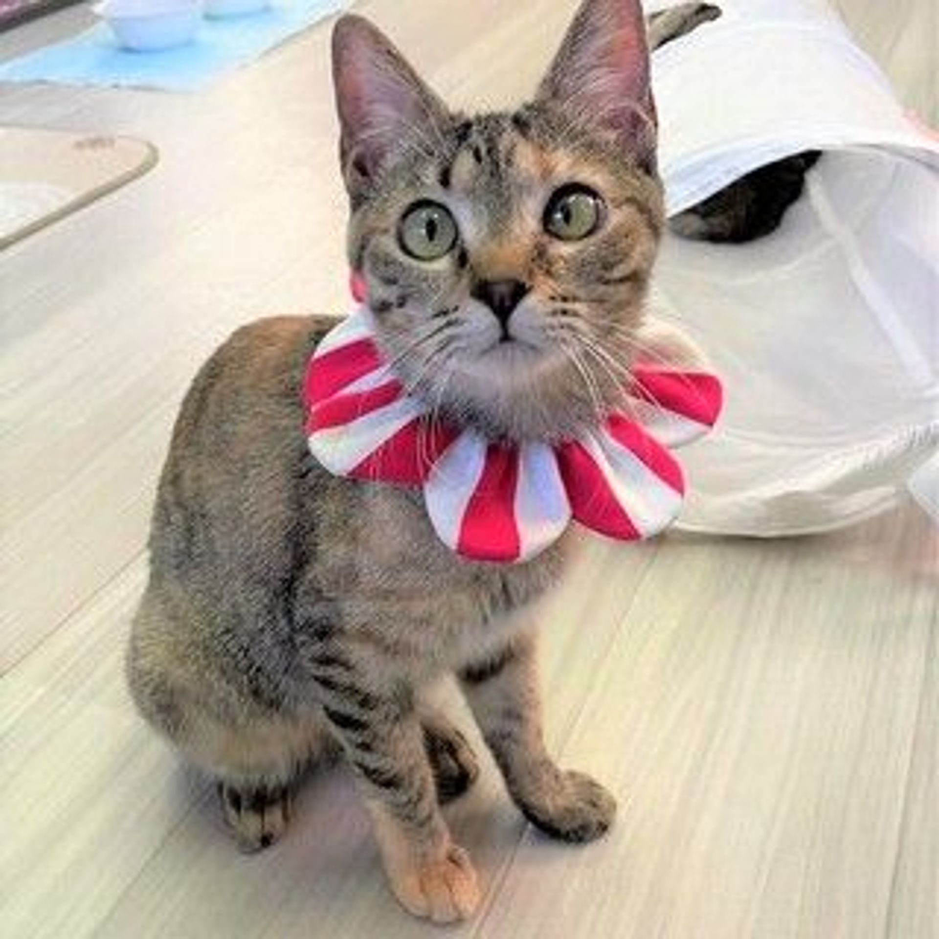 雑種（ミックス猫）・メスの里親募集の写真