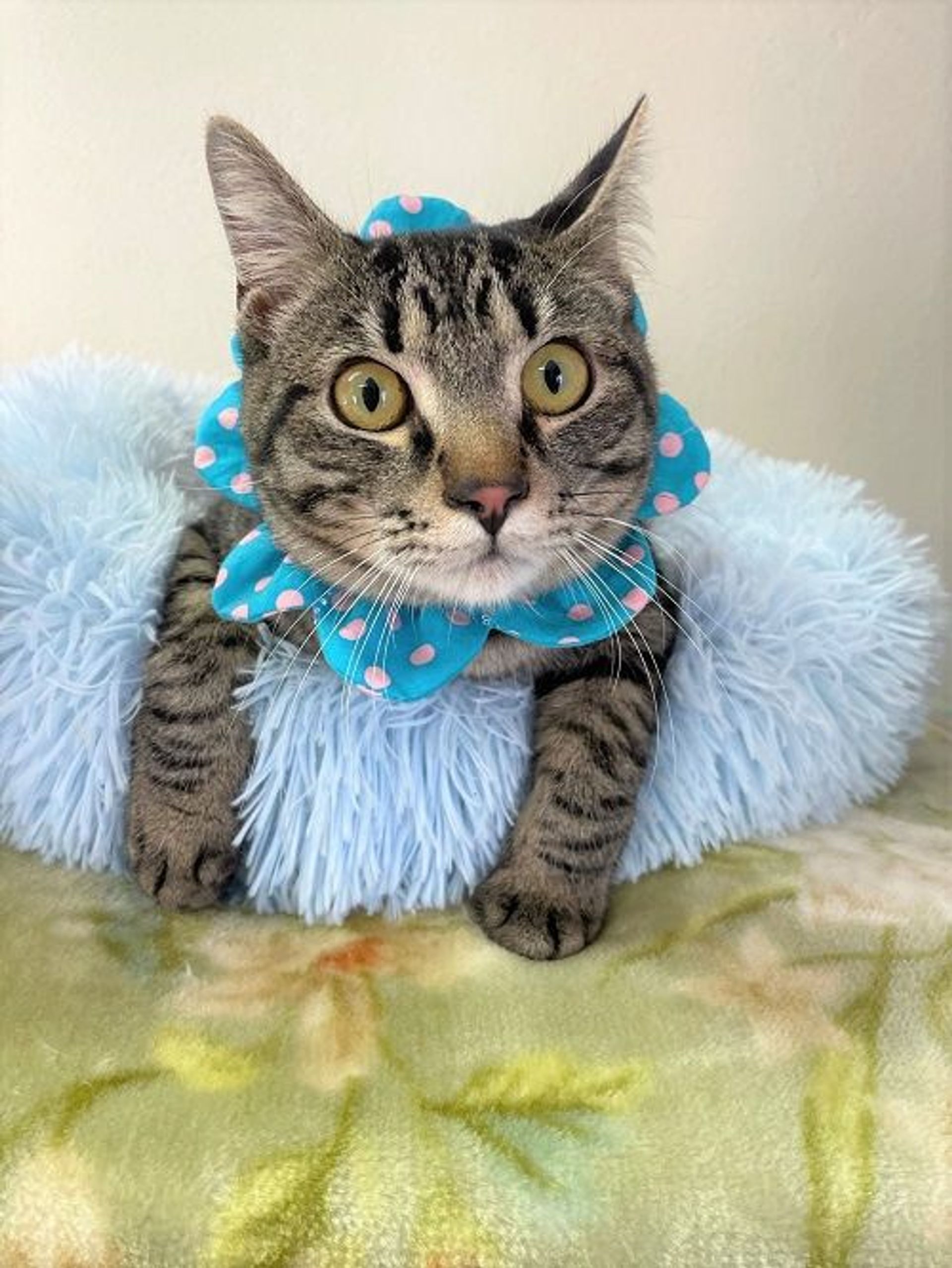 雑種（ミックス猫）・オスの里親募集の写真