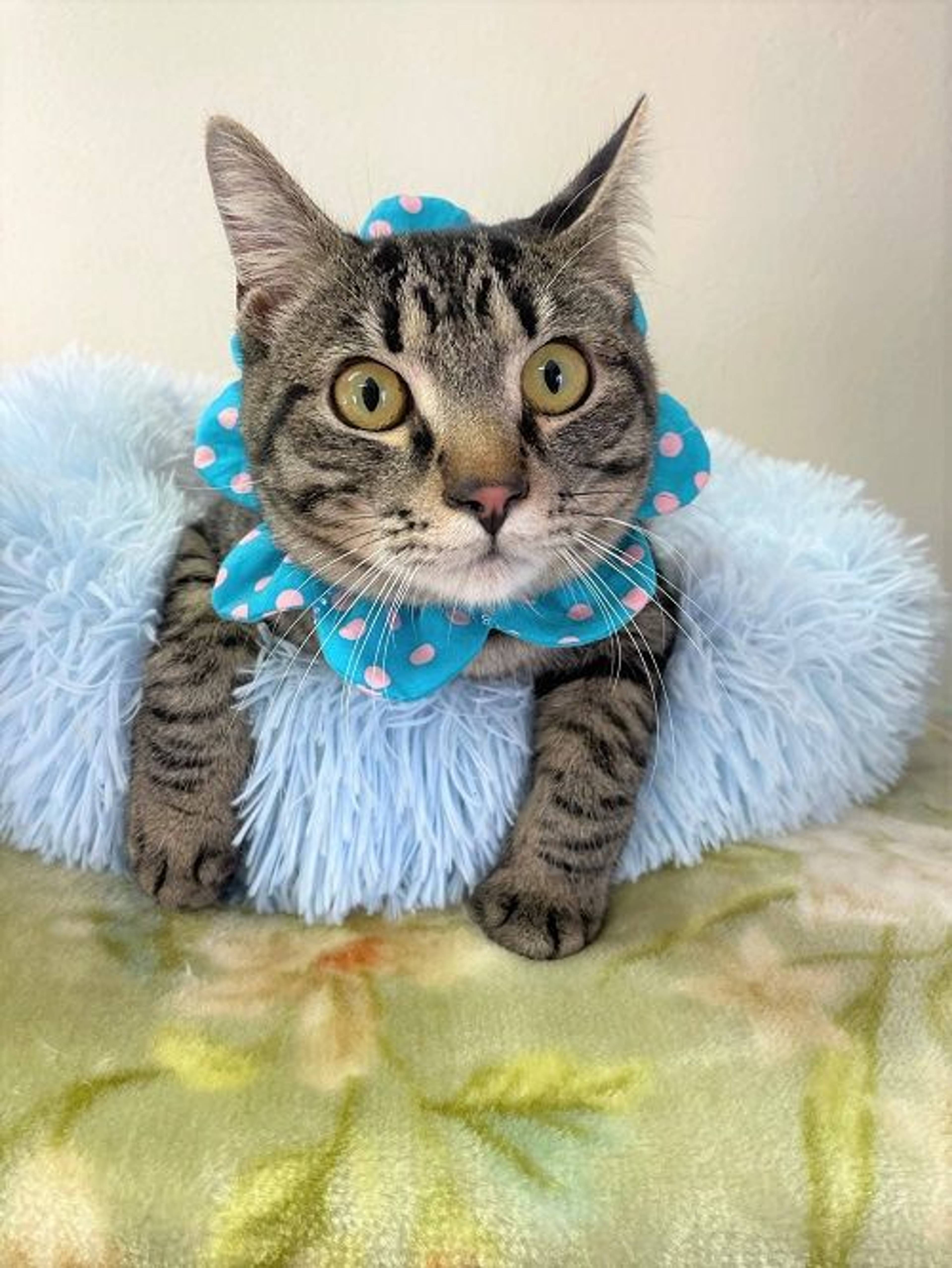 雑種（ミックス猫）・オスの里親募集の写真