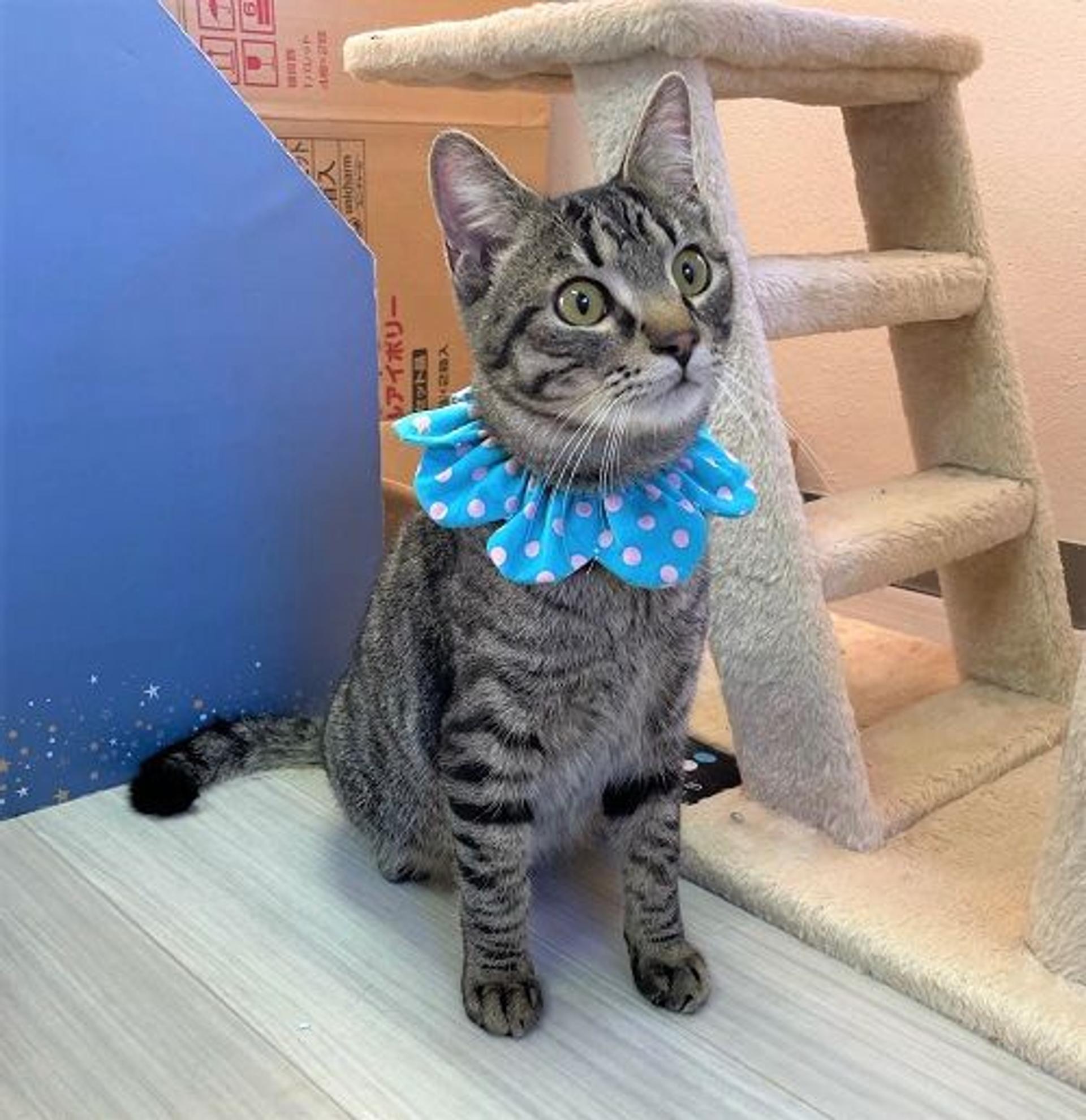 pet-image-2