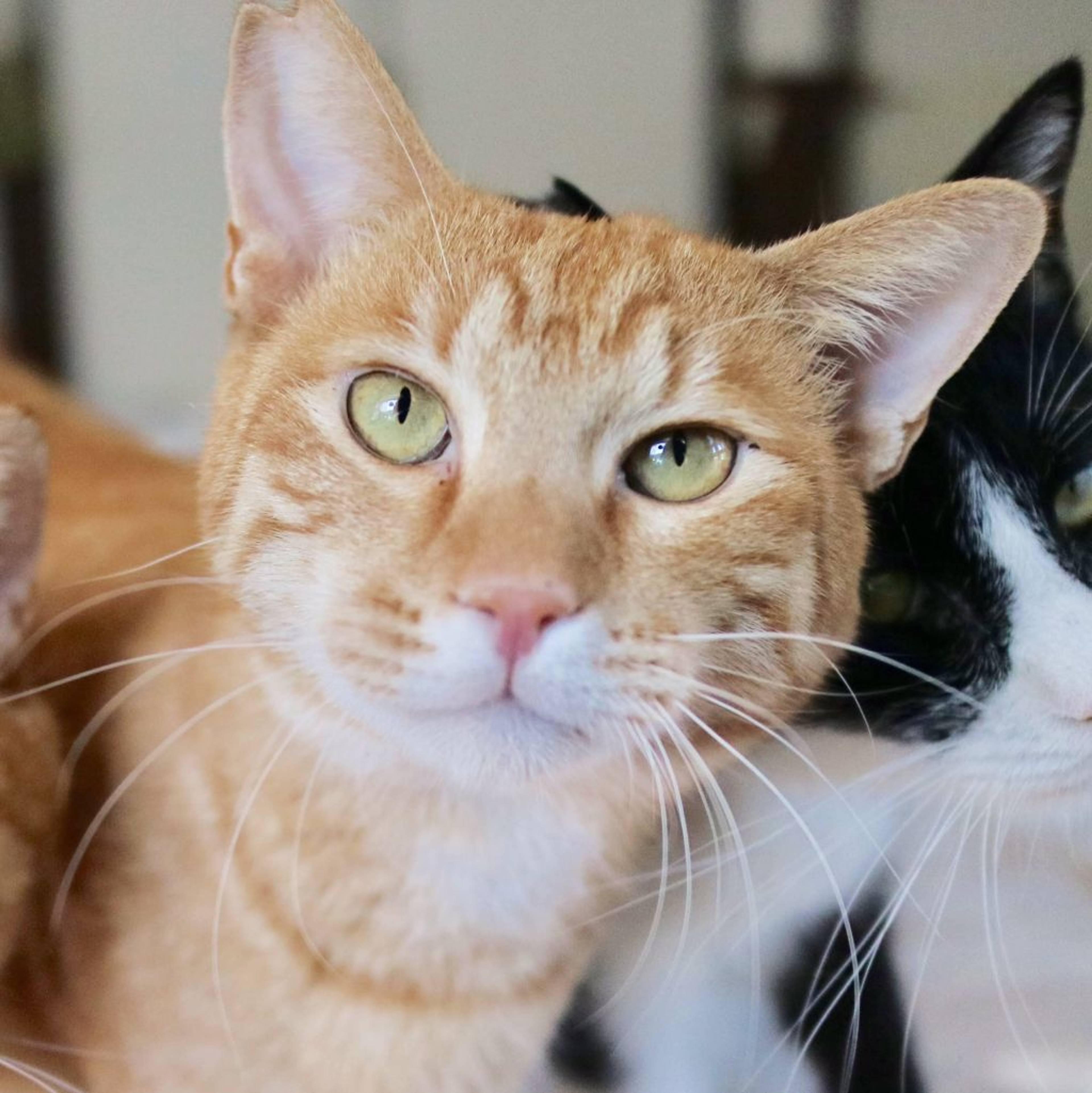 雑種（ミックス猫）・オスの里親募集の写真