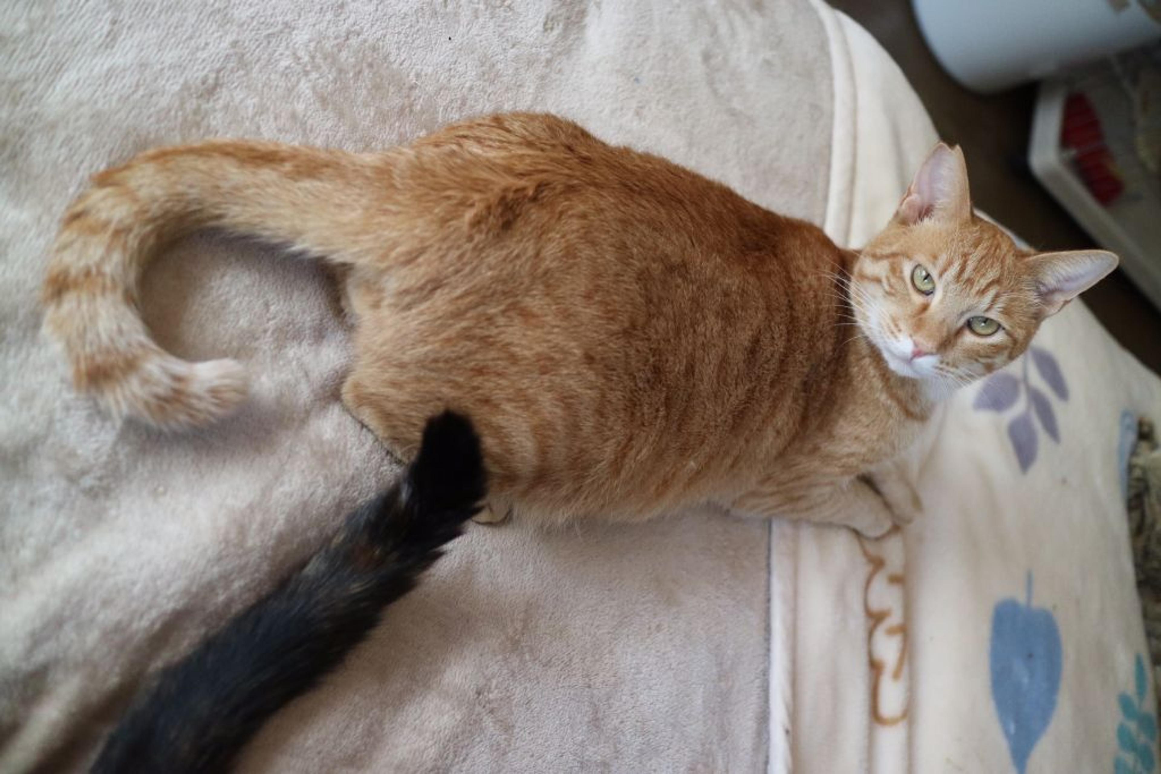 pet-image-2