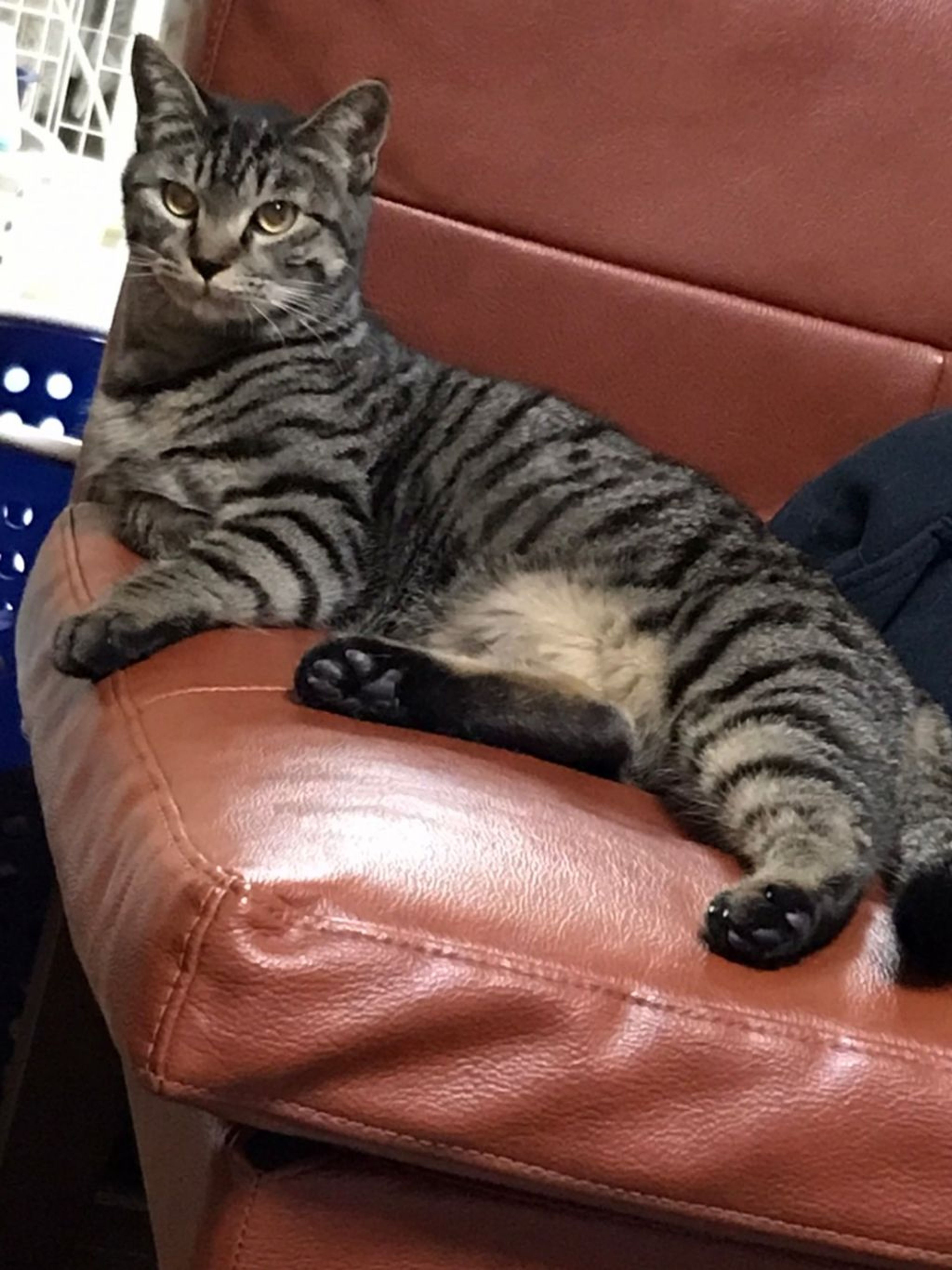 pet-image-3