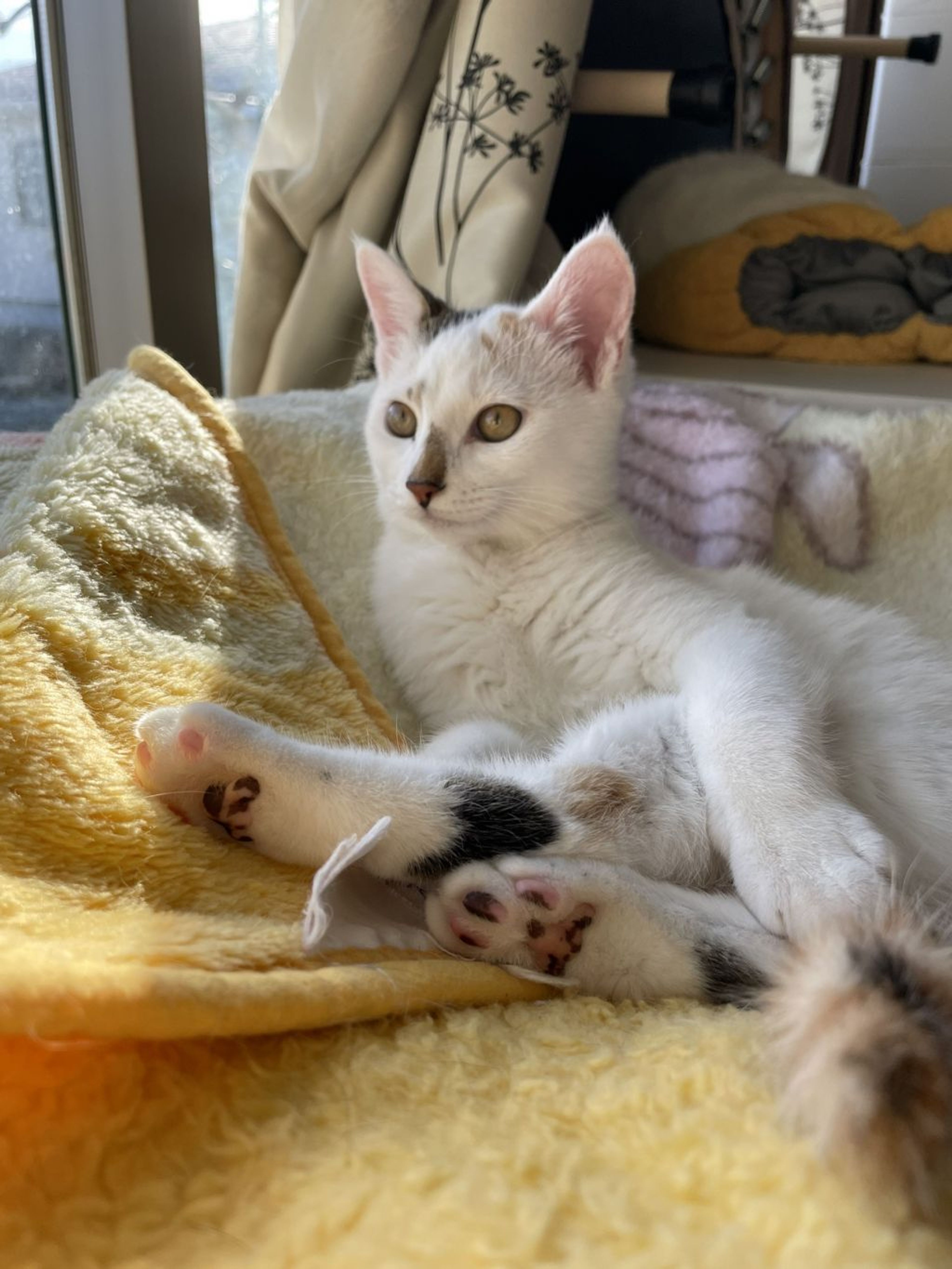 pet-image-2