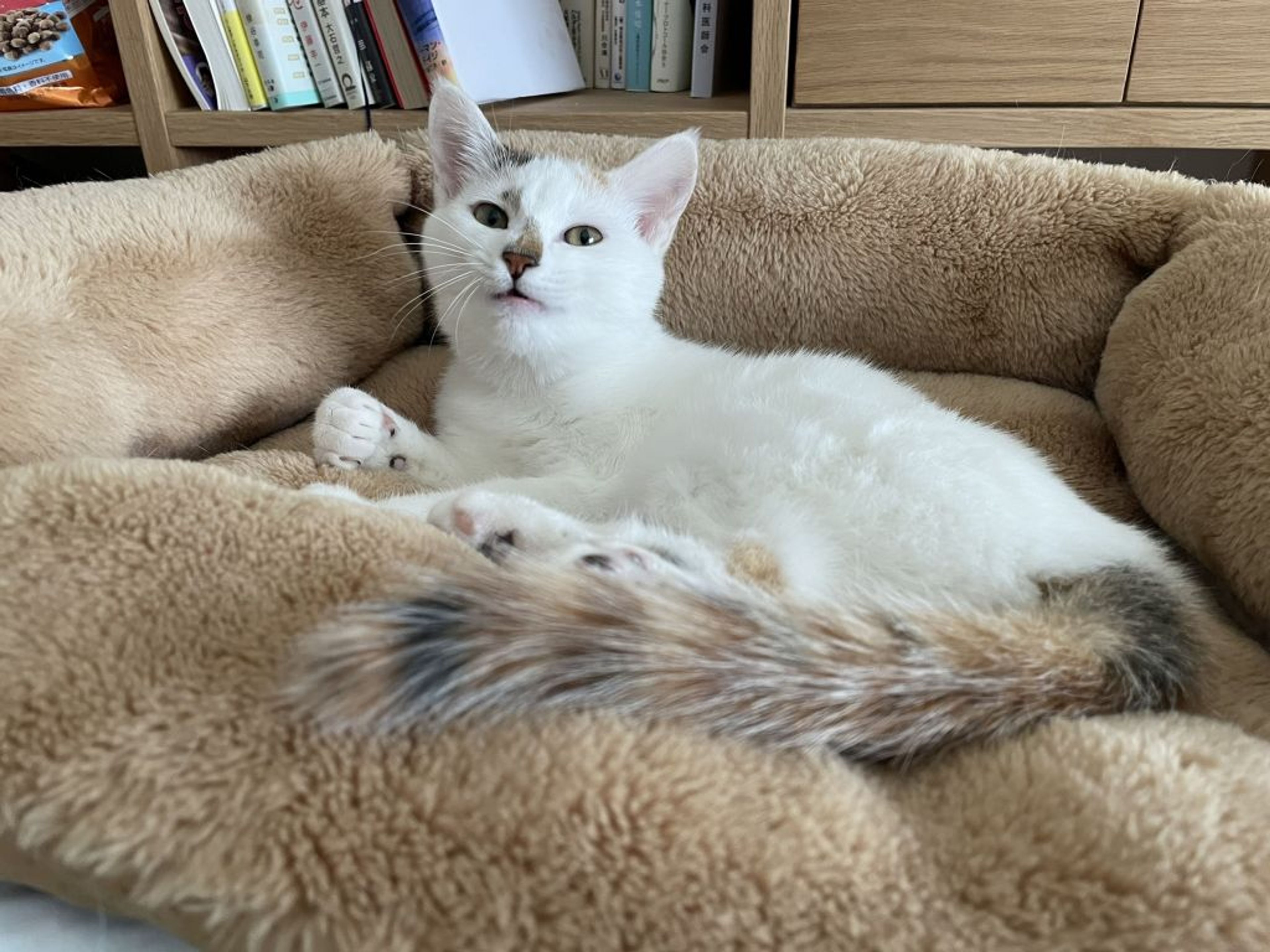 pet-image-3