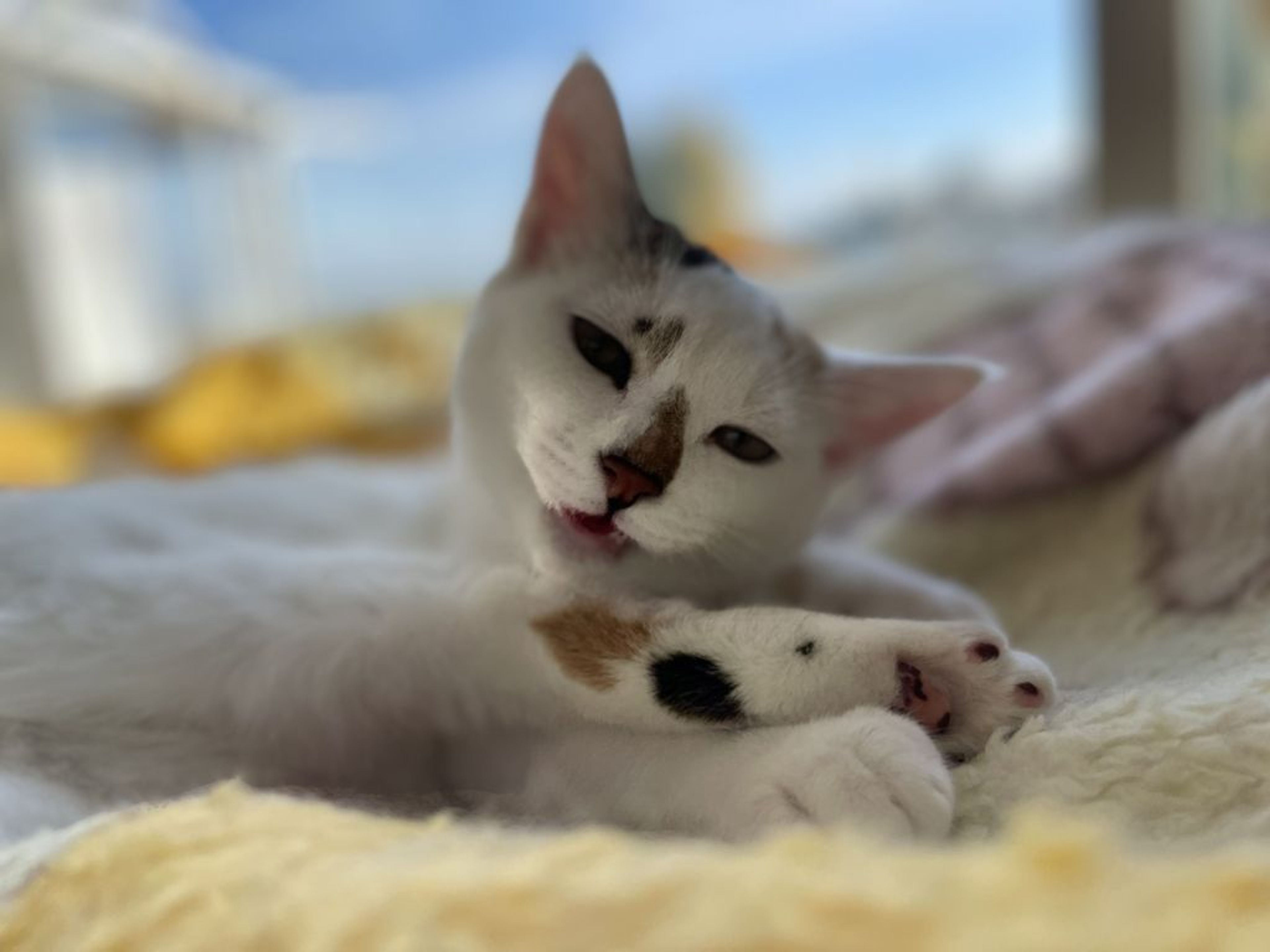 pet-image-4