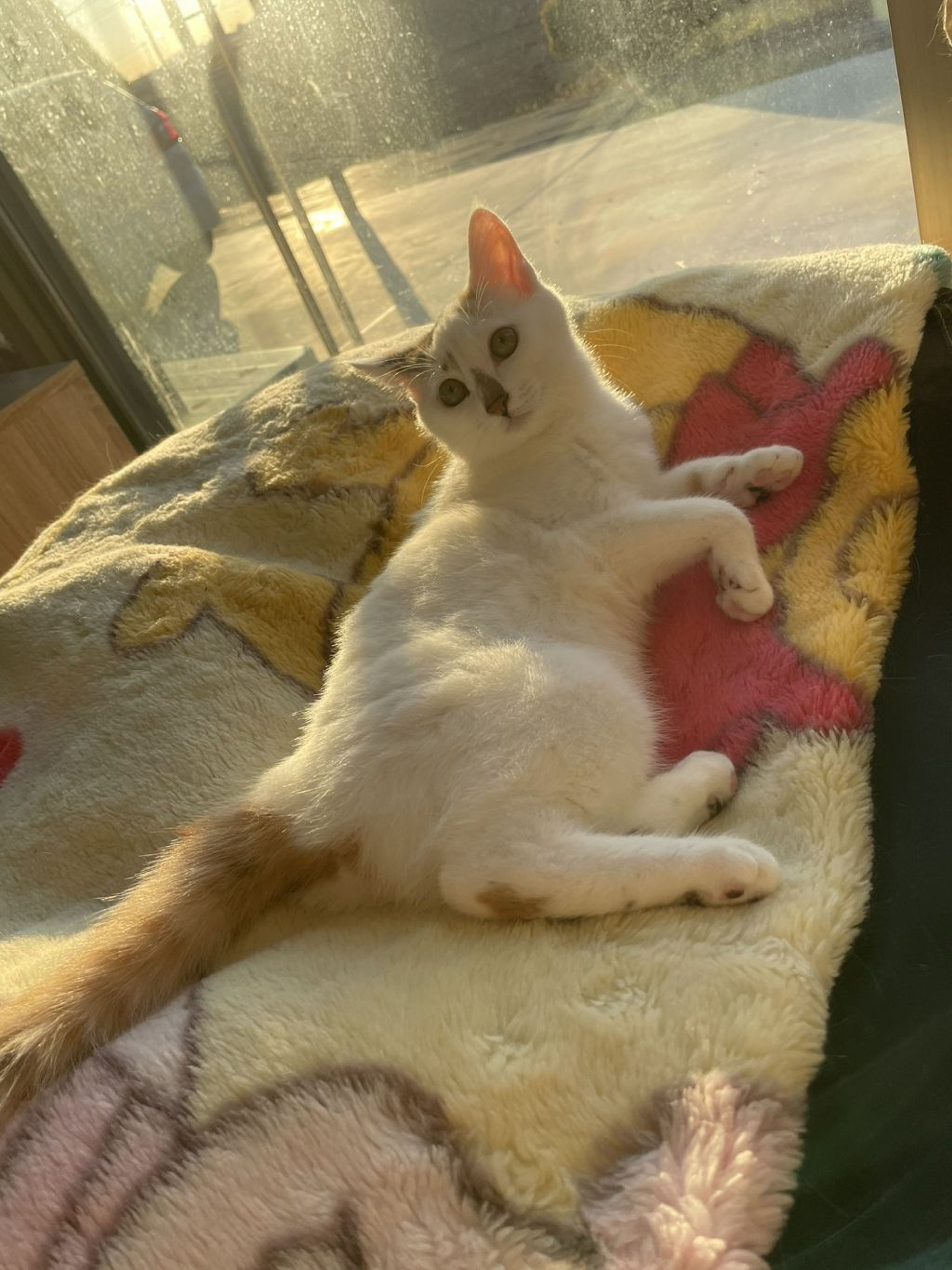 pet-image-5