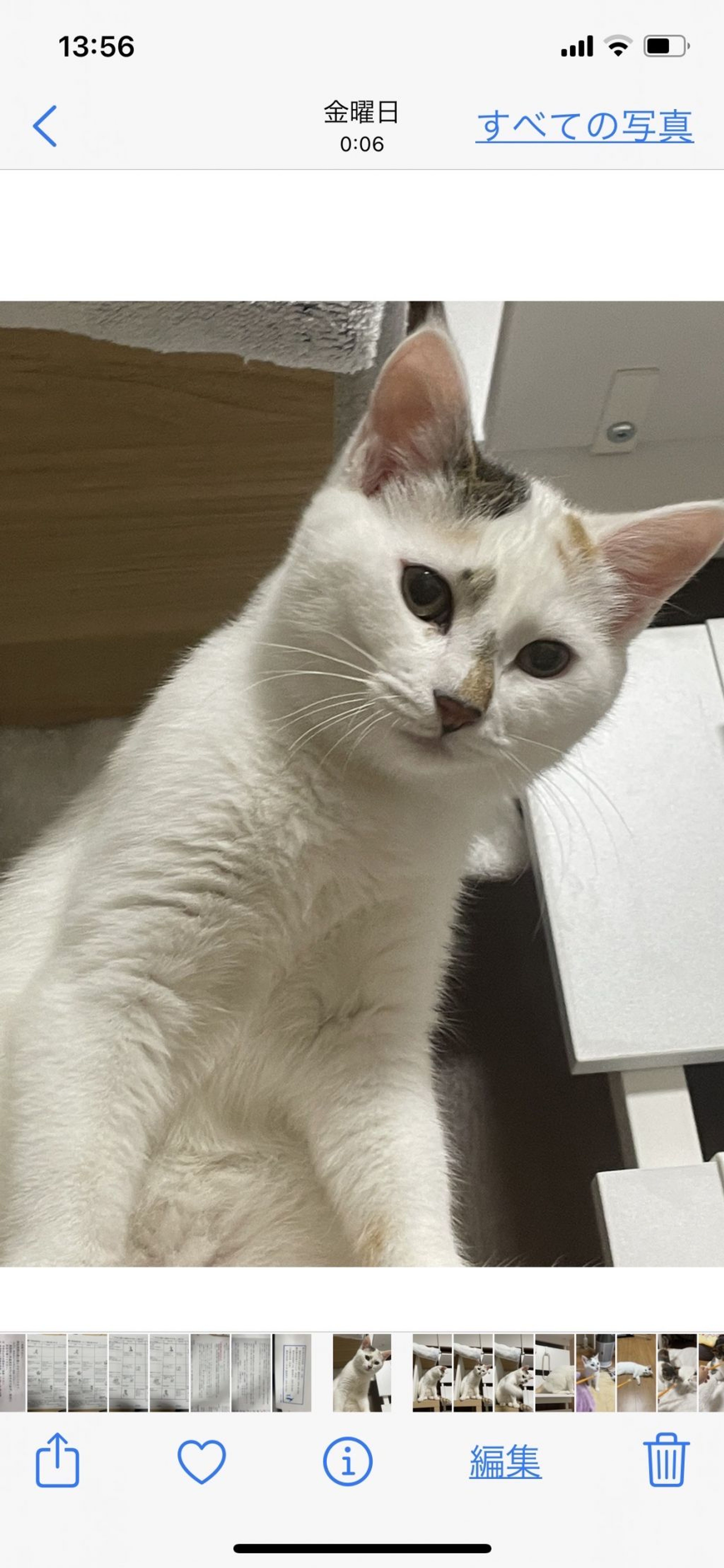 pet-image-6