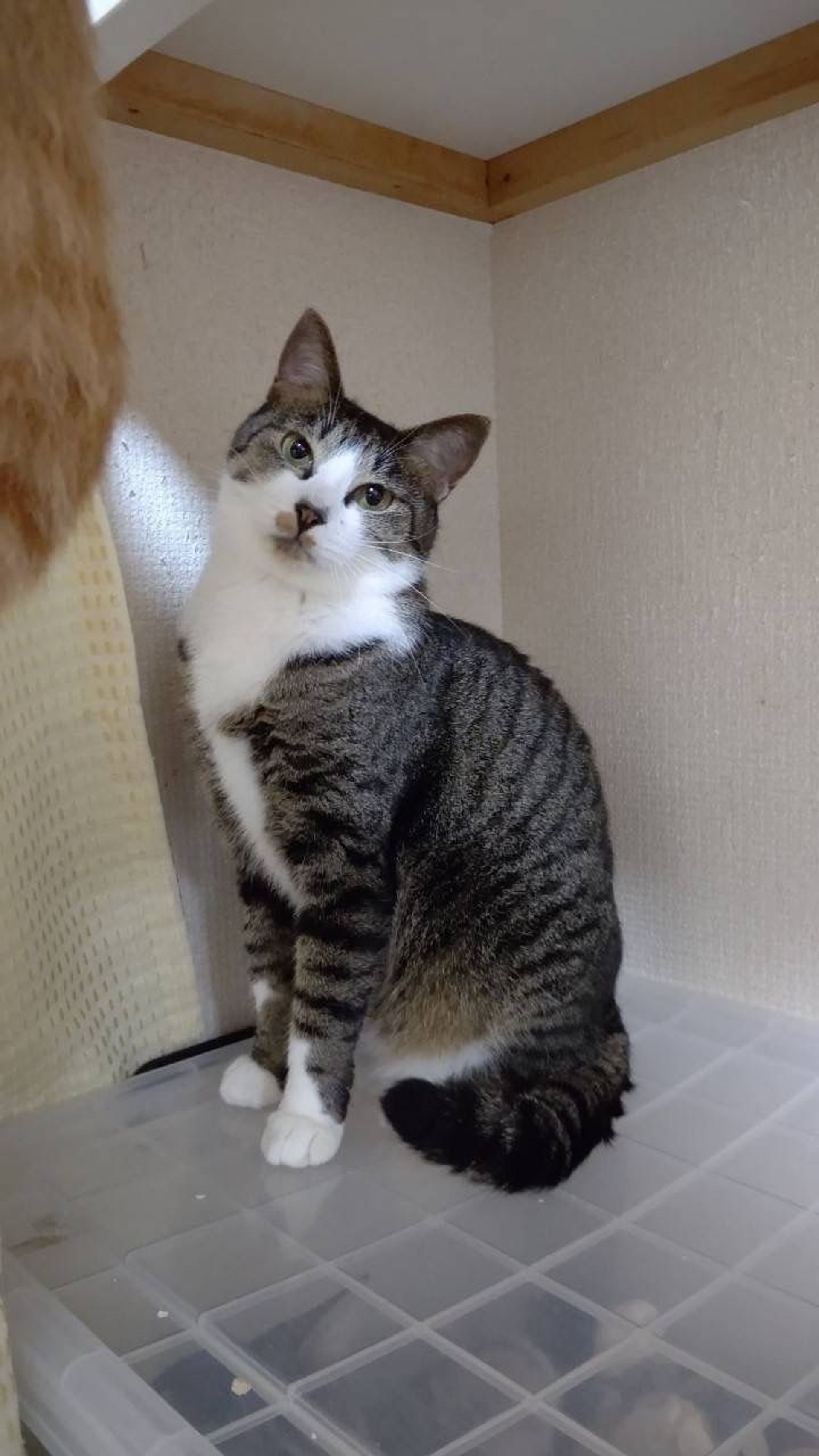雑種（ミックス猫）・メスの里親募集の写真