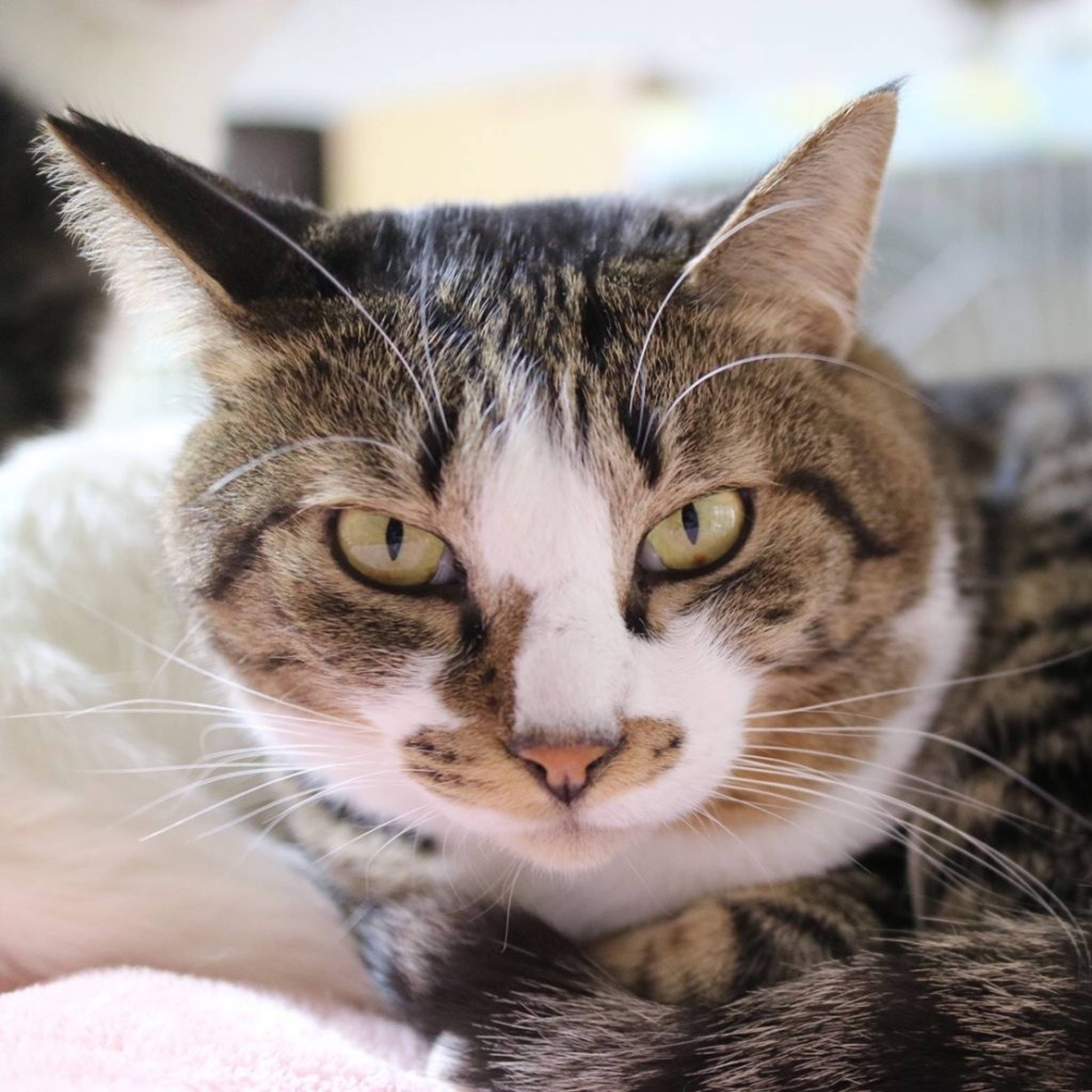 雑種（ミックス猫）・オスの里親募集の写真