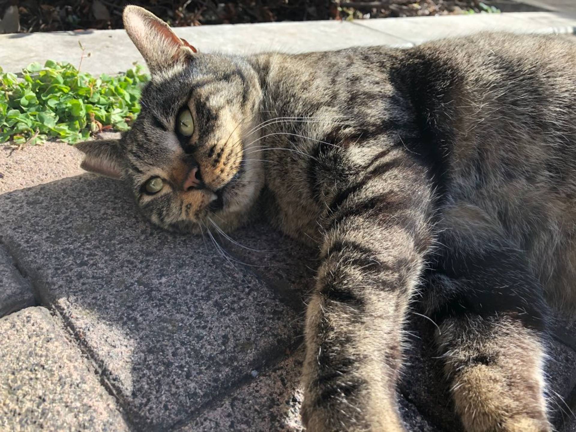 雑種（ミックス猫）・オスの里親募集の写真