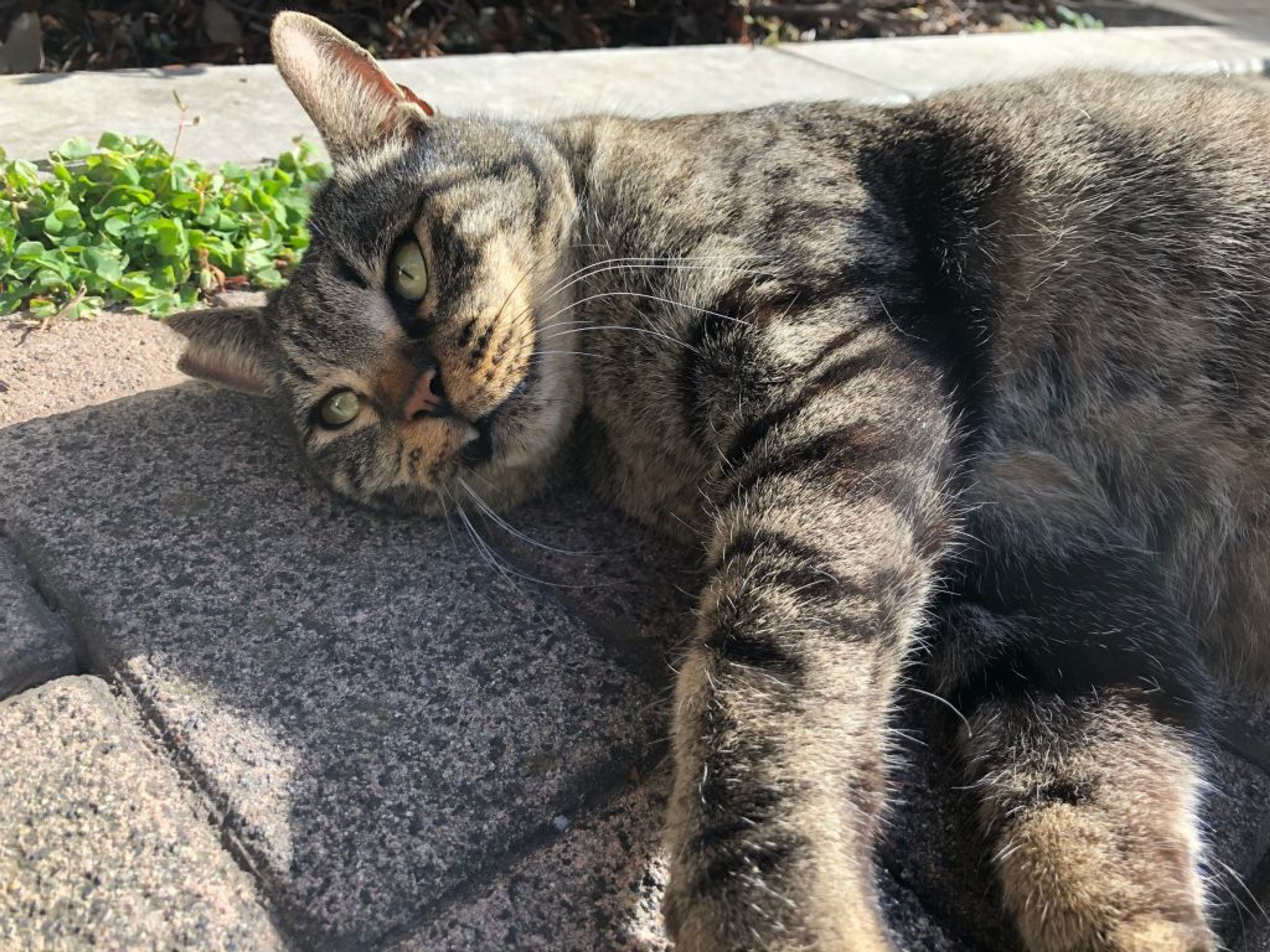 雑種（ミックス猫）・オスの里親募集の写真