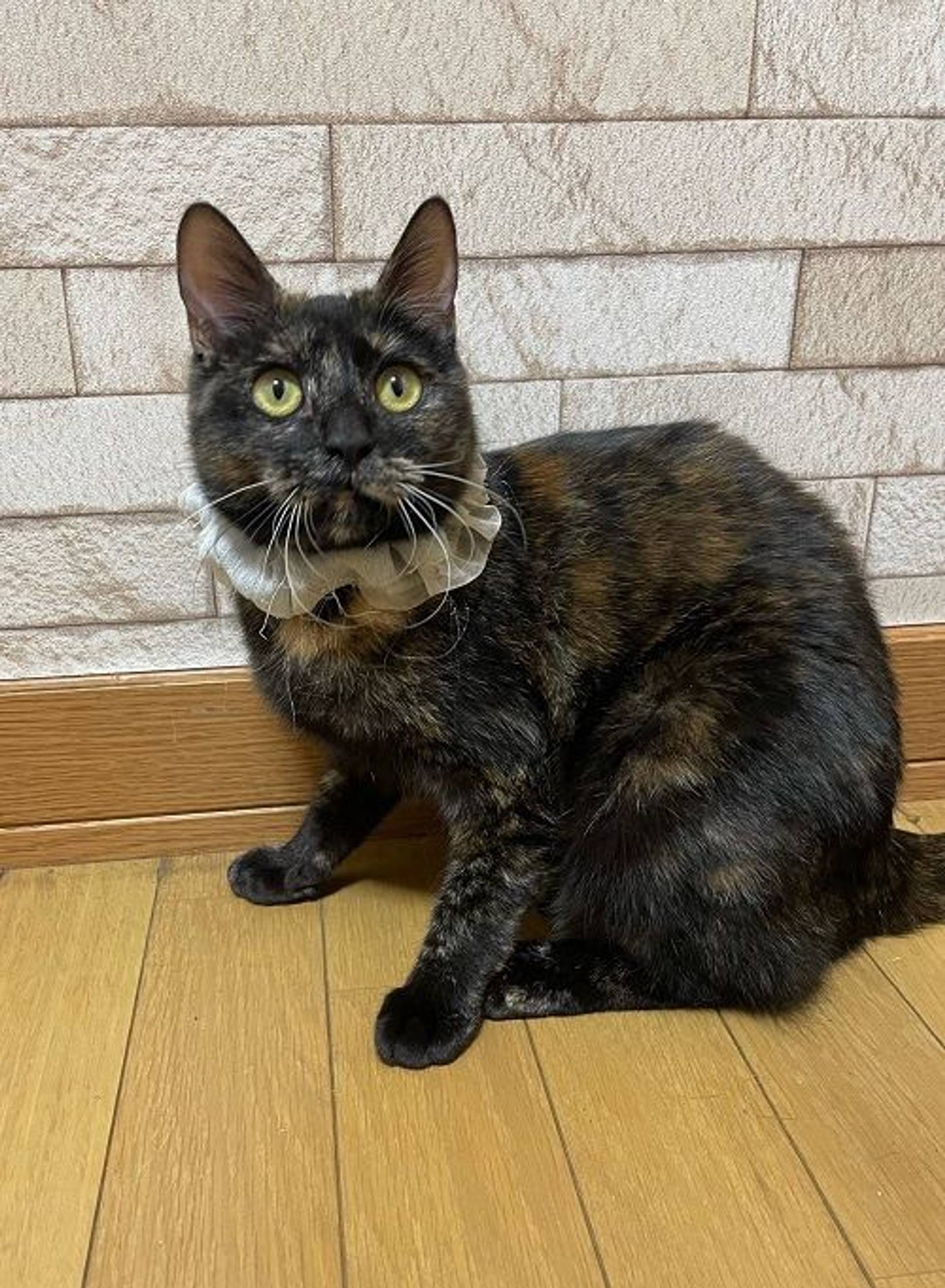 雑種（ミックス猫）・メスの里親募集の写真