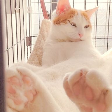 レオンの写真