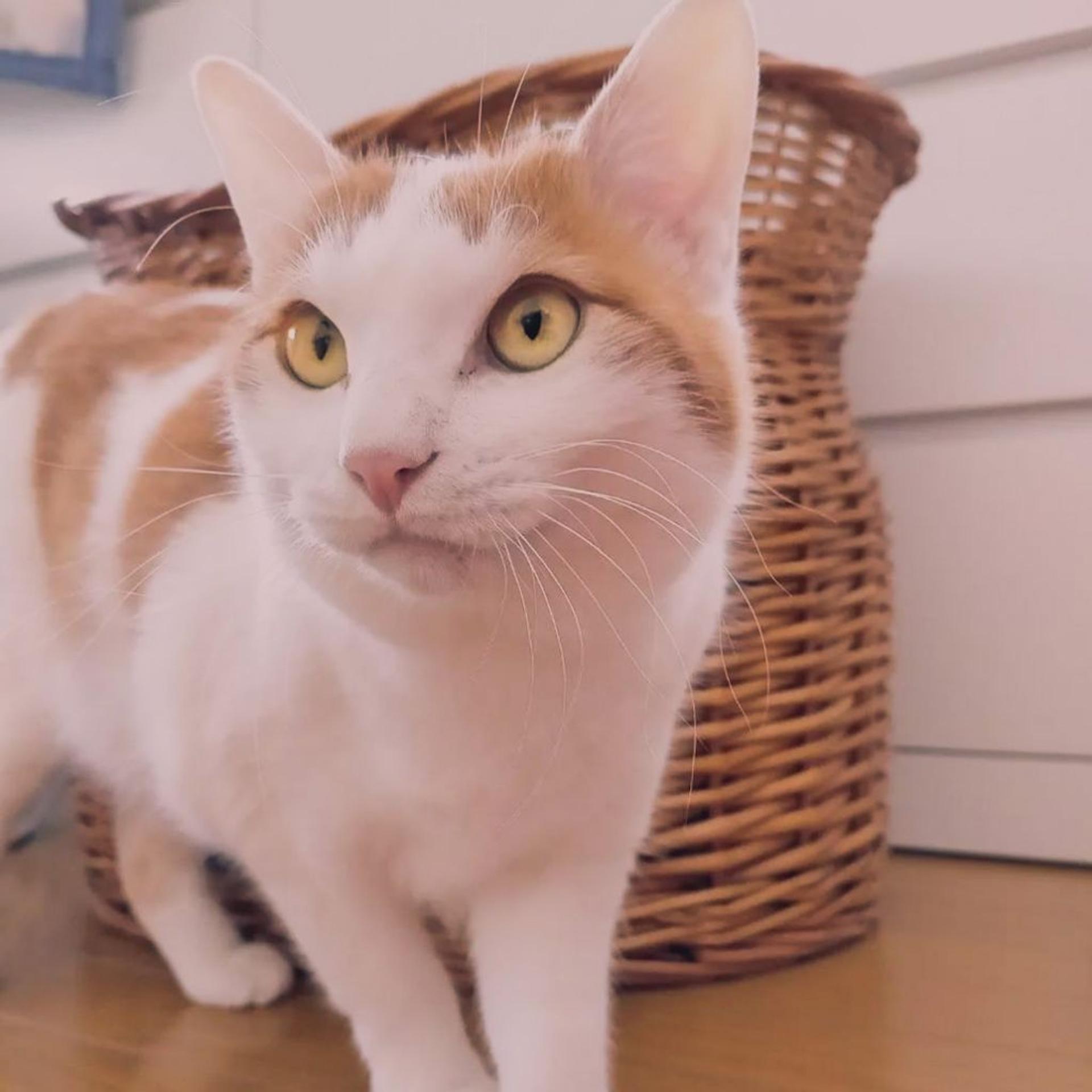 pet-image-2