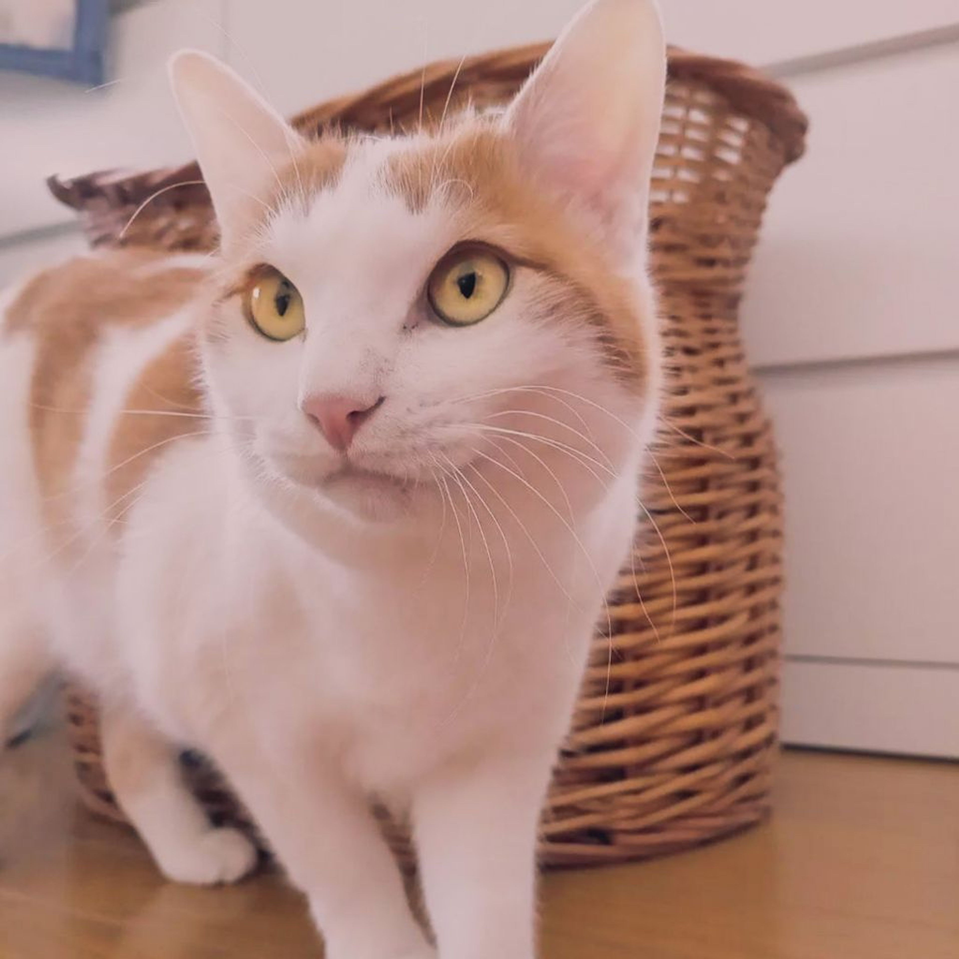 pet-image-2