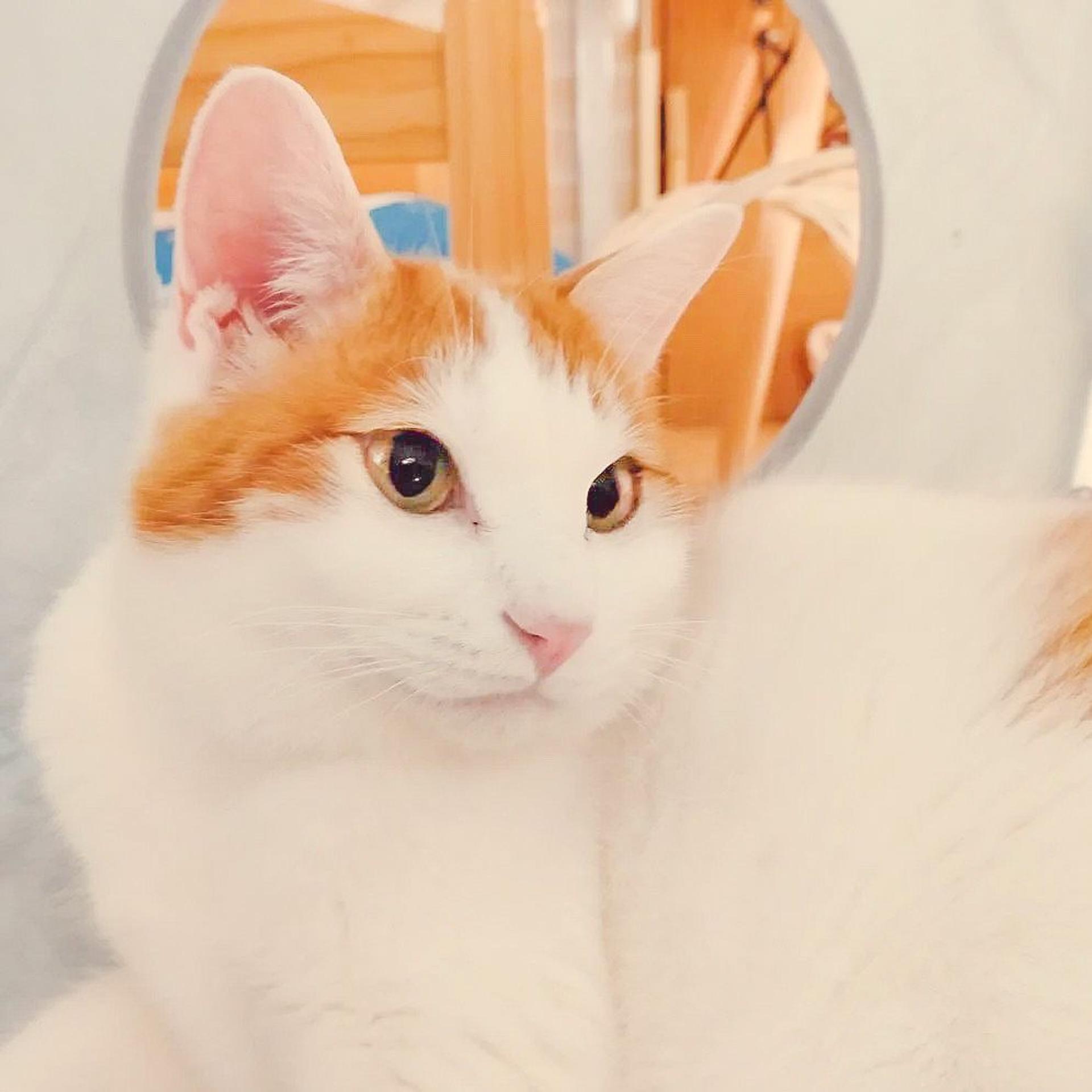 pet-image-4