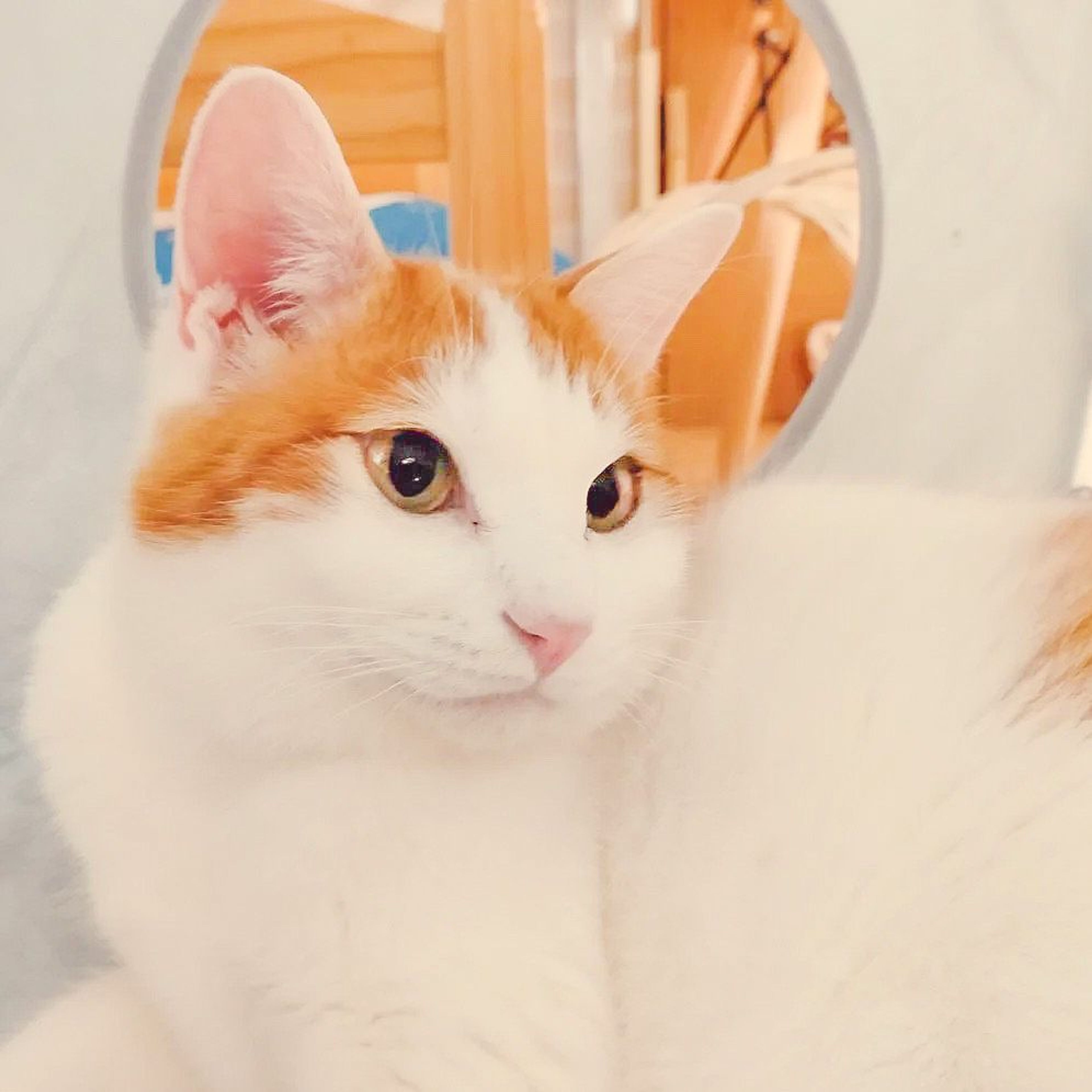 pet-image-4