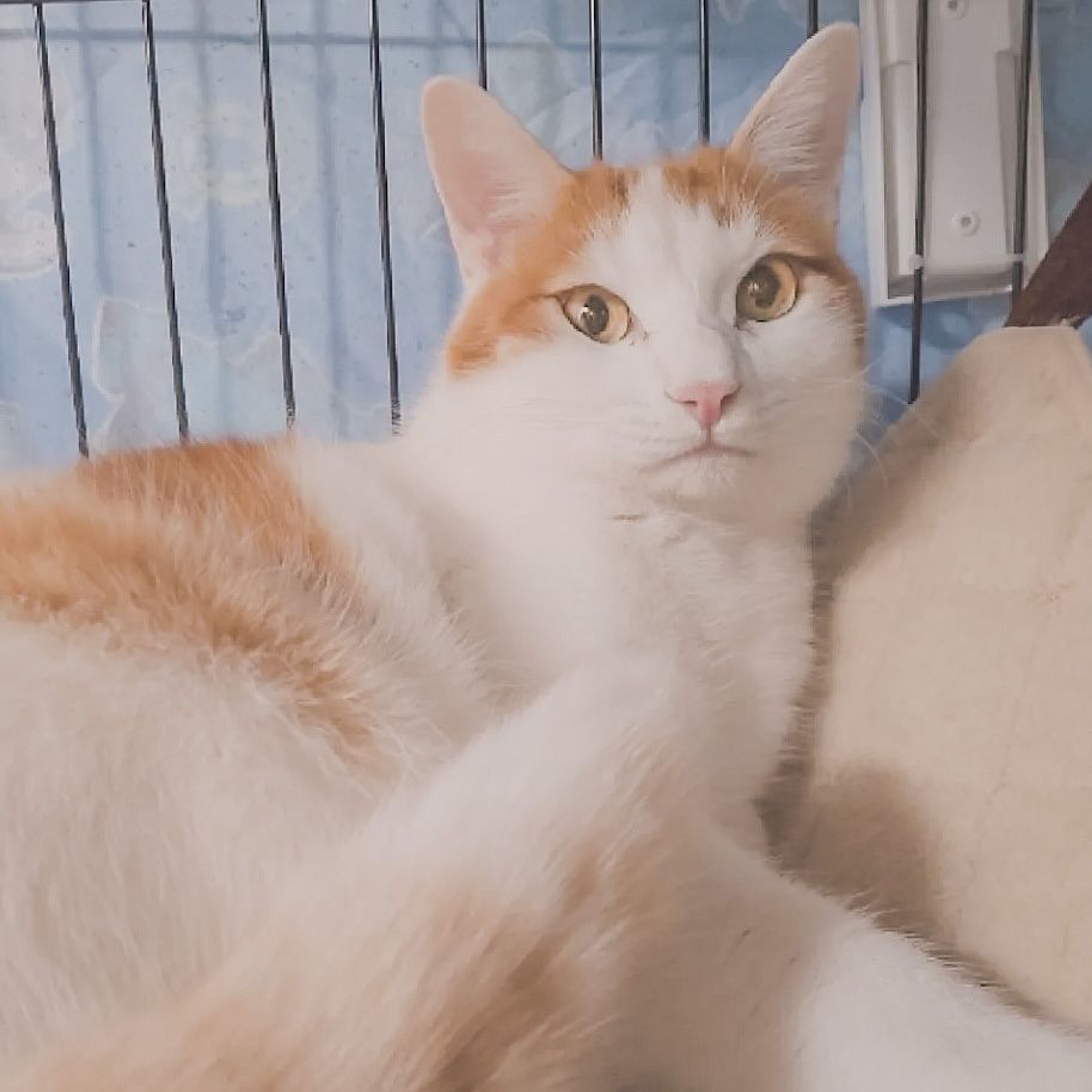 pet-image-5