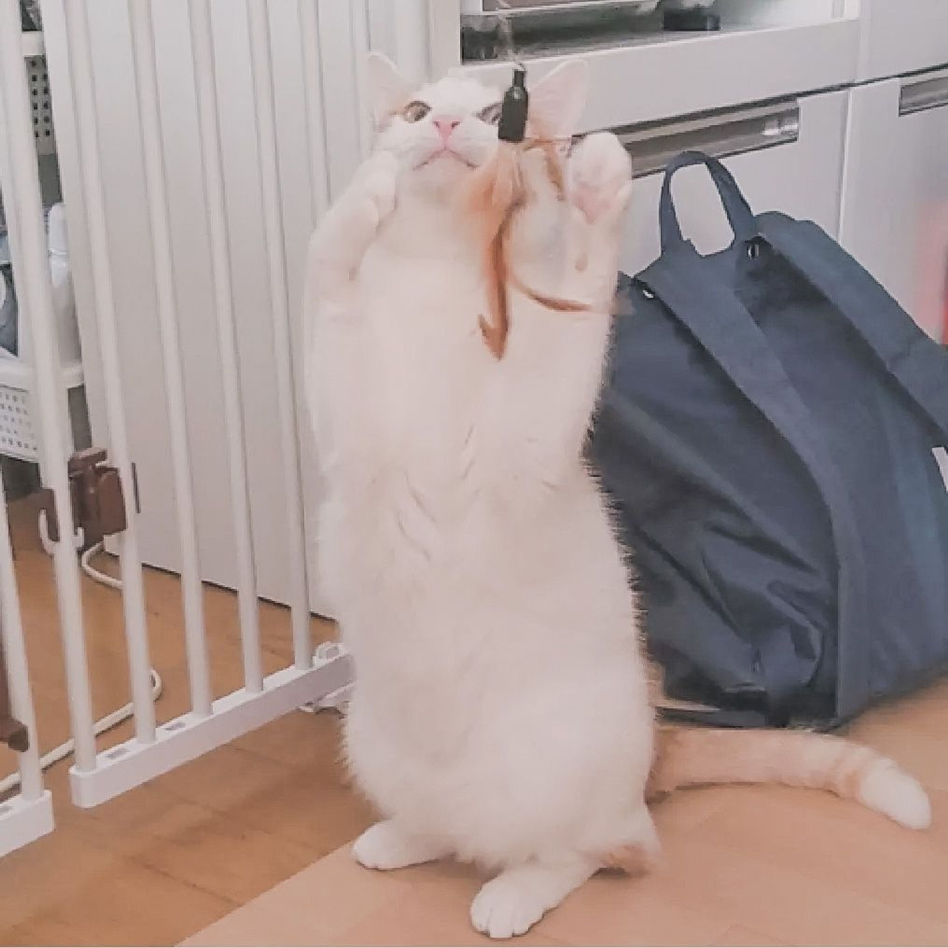 pet-image-6