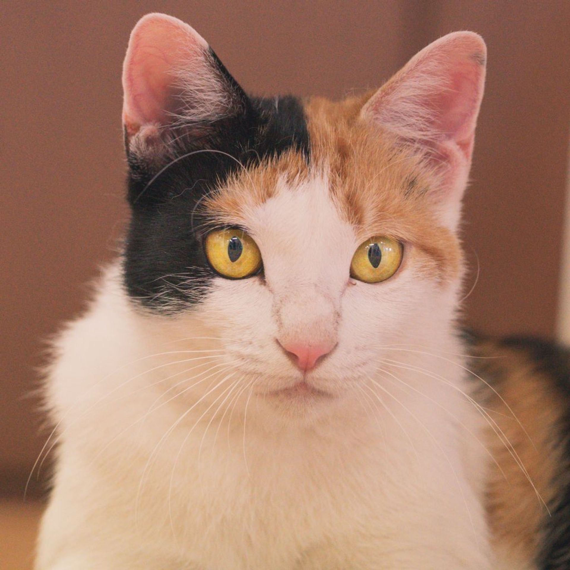 雑種（ミックス猫）・メスの里親募集の写真