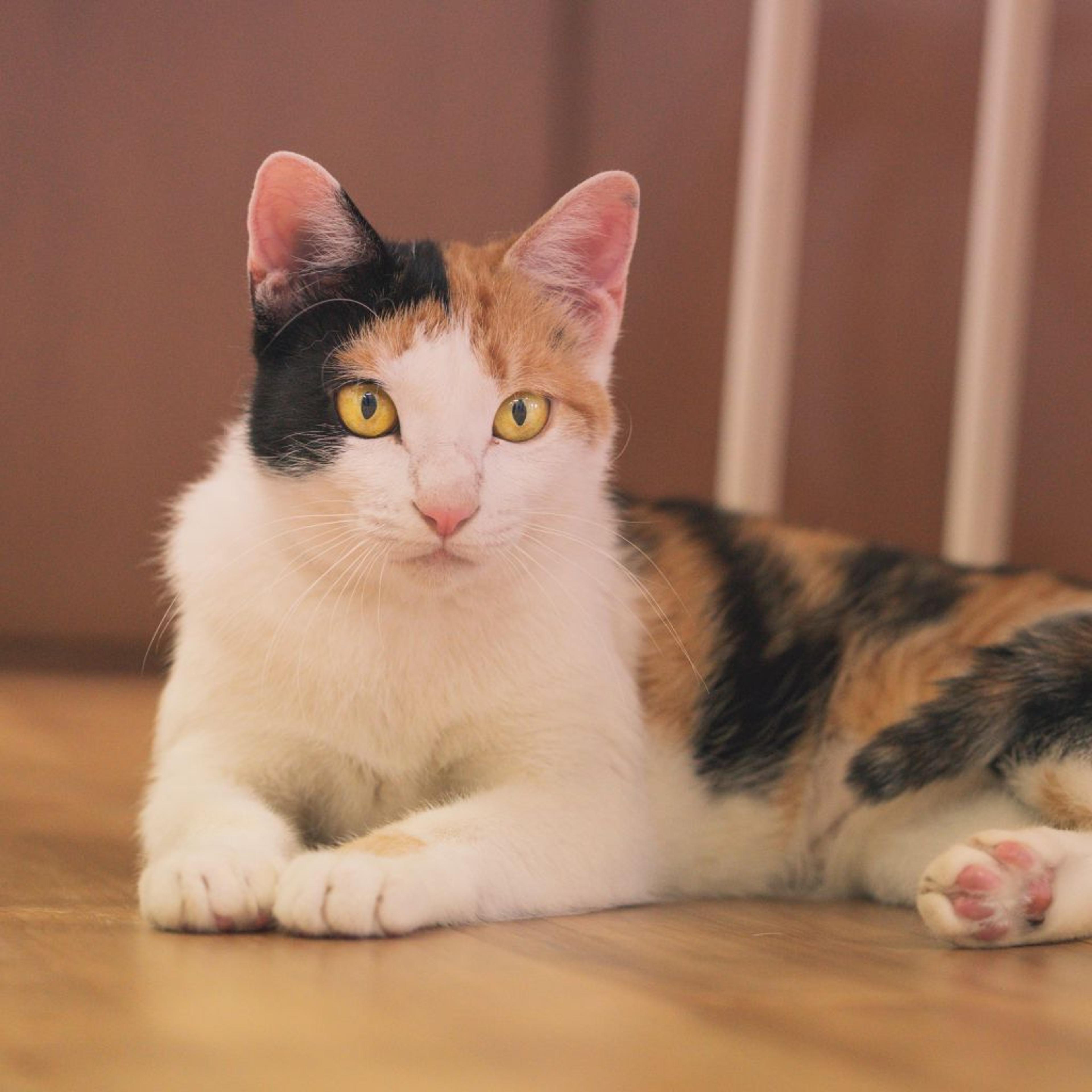 pet-image-2
