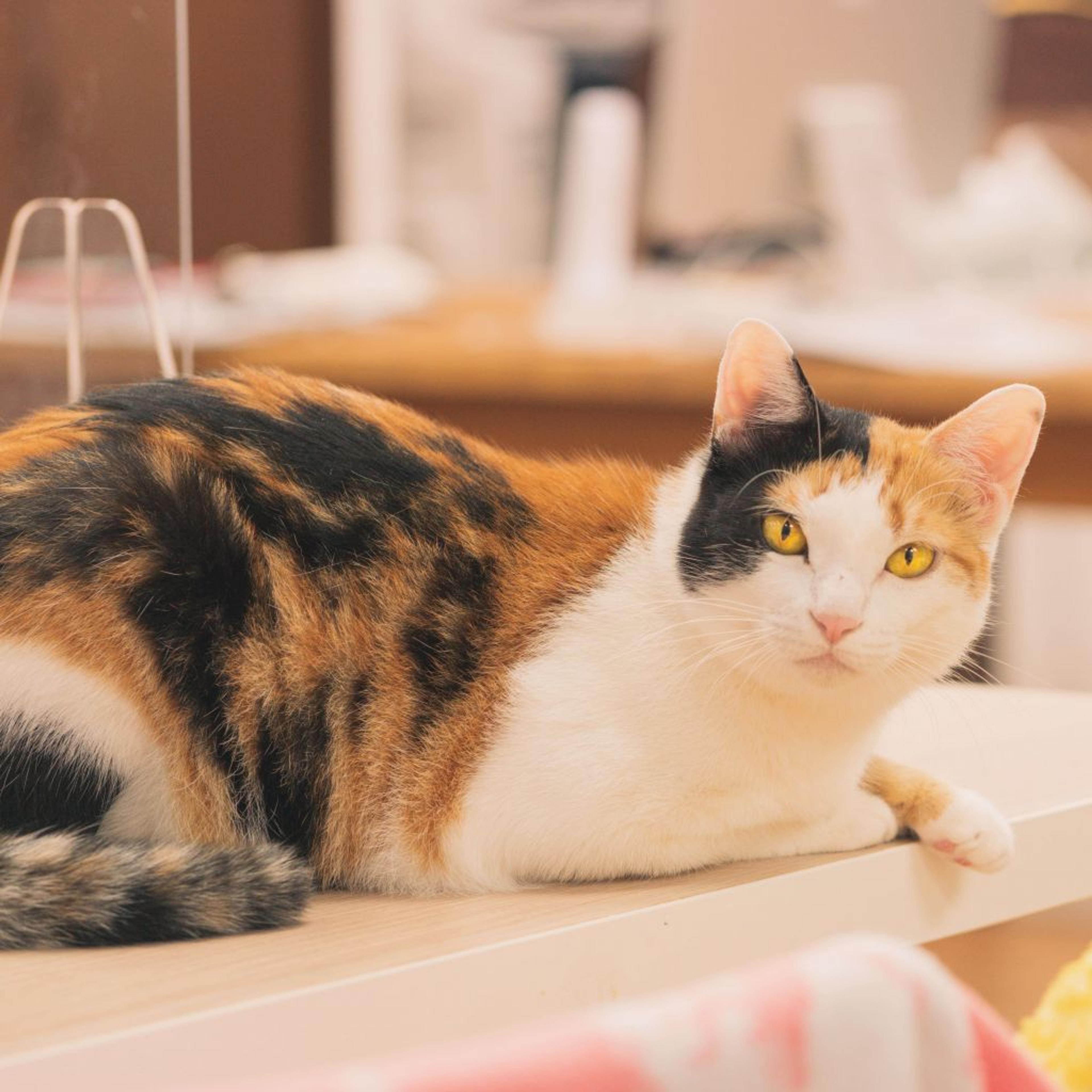 pet-image-4