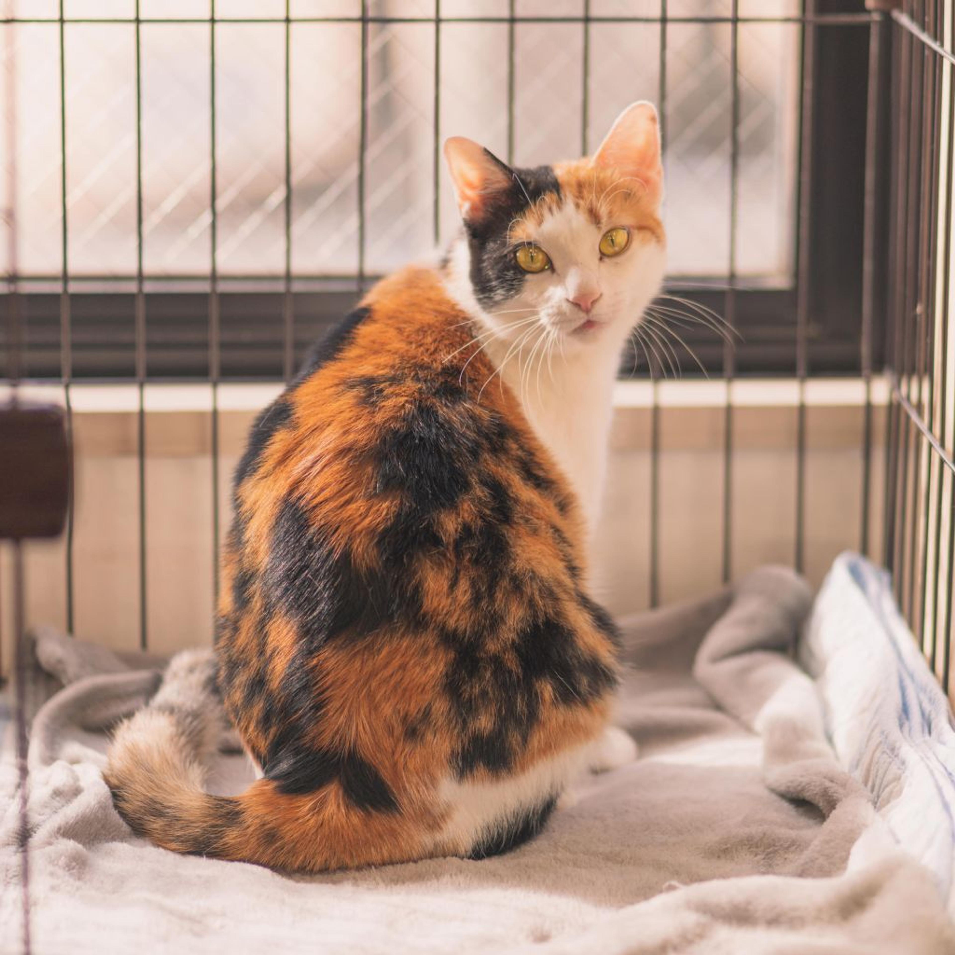 pet-image-5