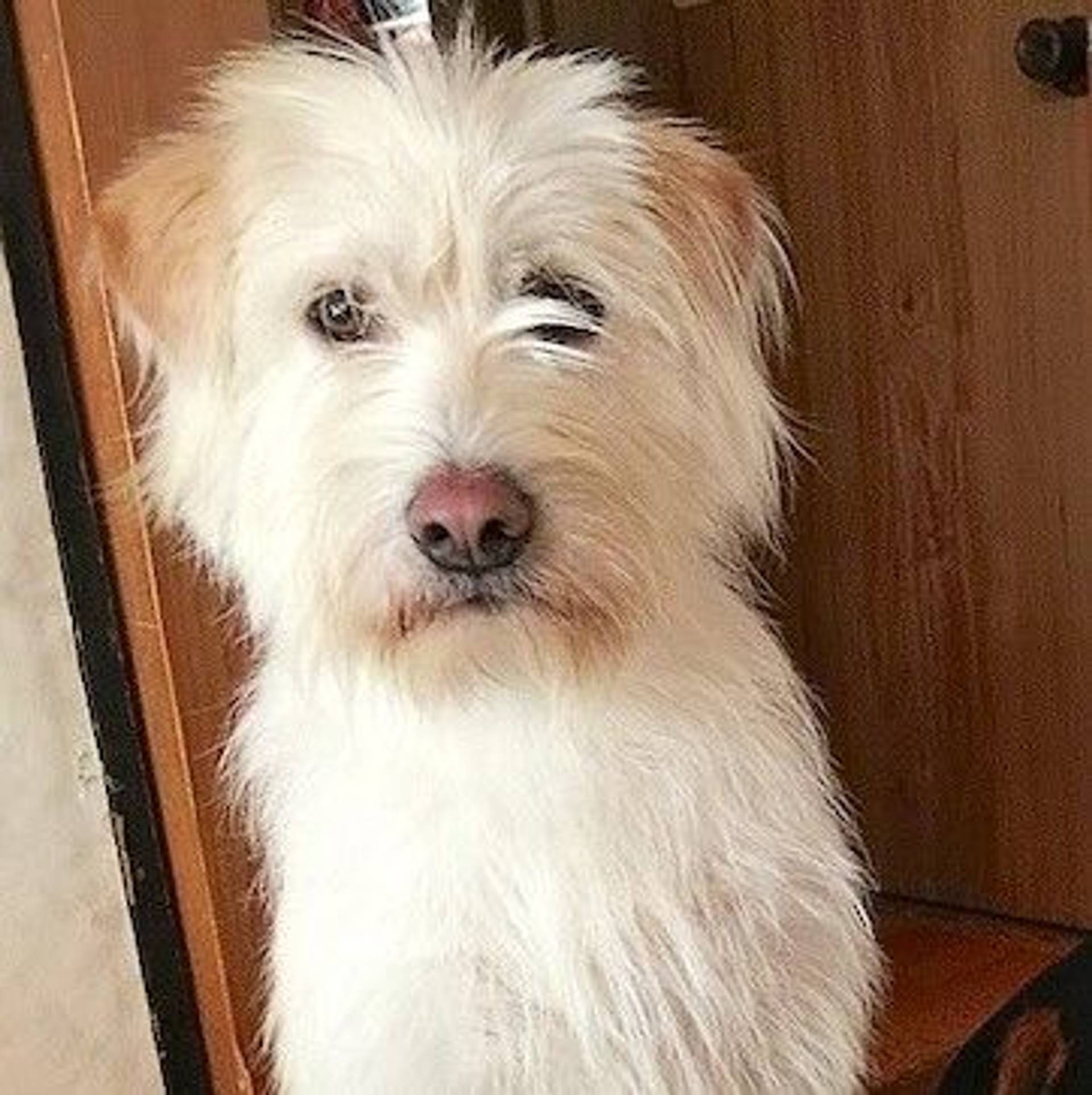 雑種（ミックス犬）・オスの里親募集の写真