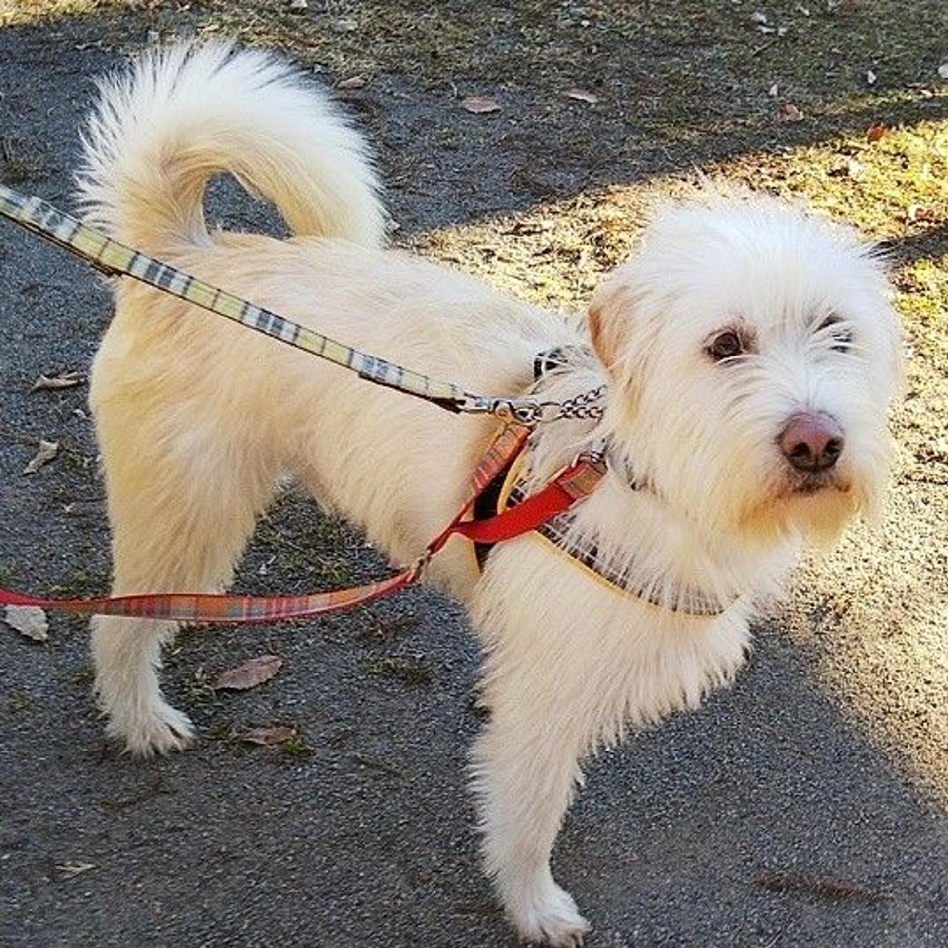 pet-image-2