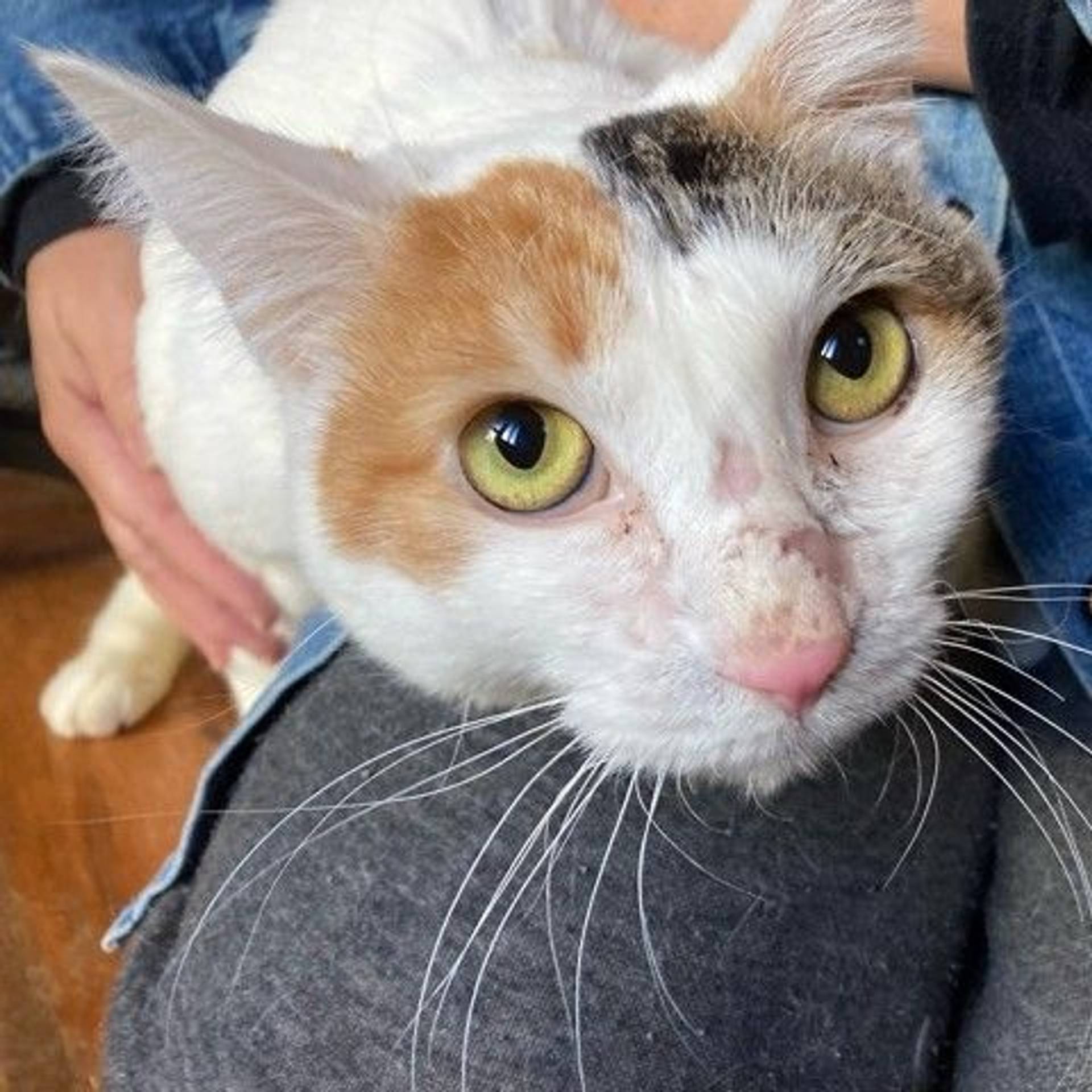雑種（ミックス猫）・メスの里親募集の写真