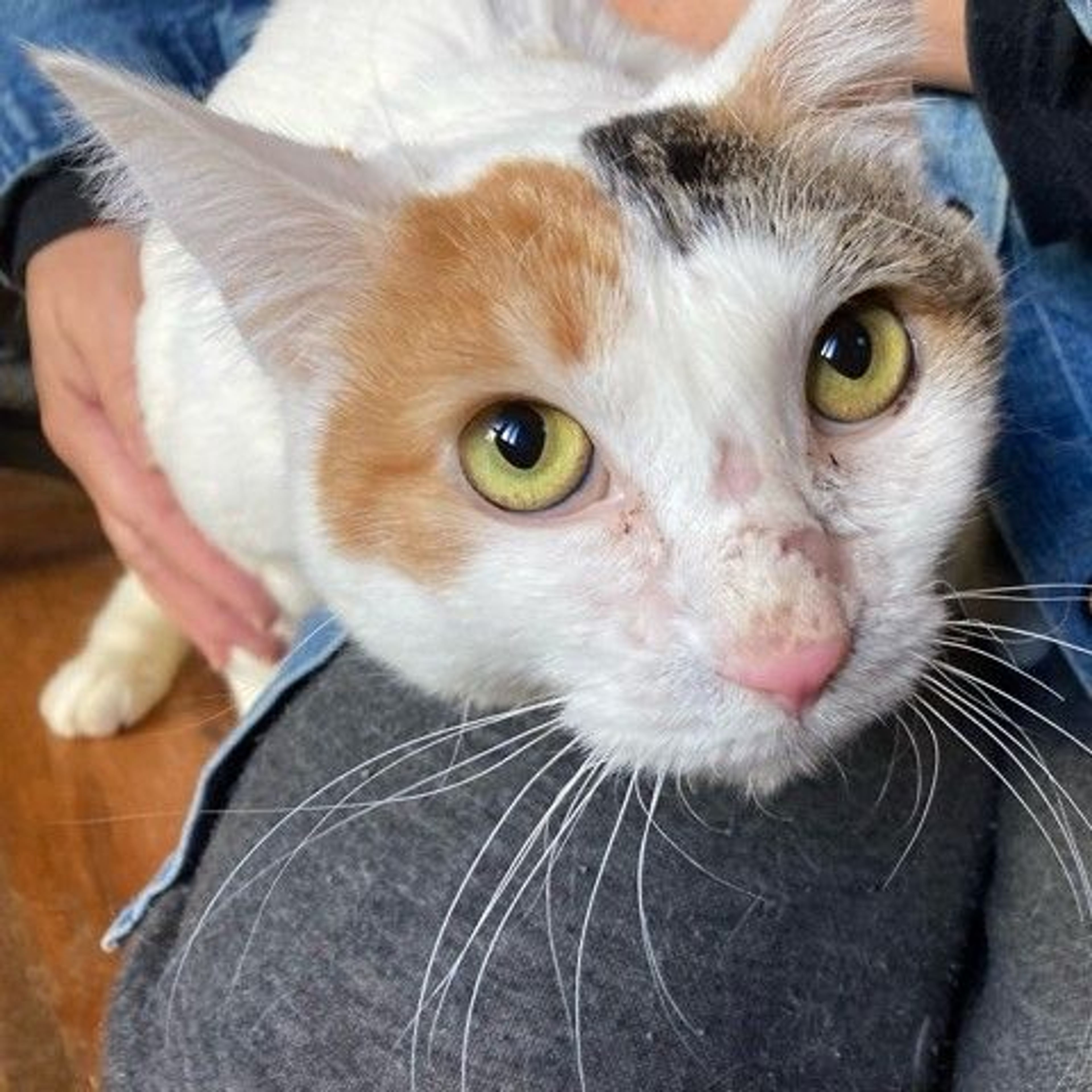 雑種（ミックス猫）・メスの里親募集の写真