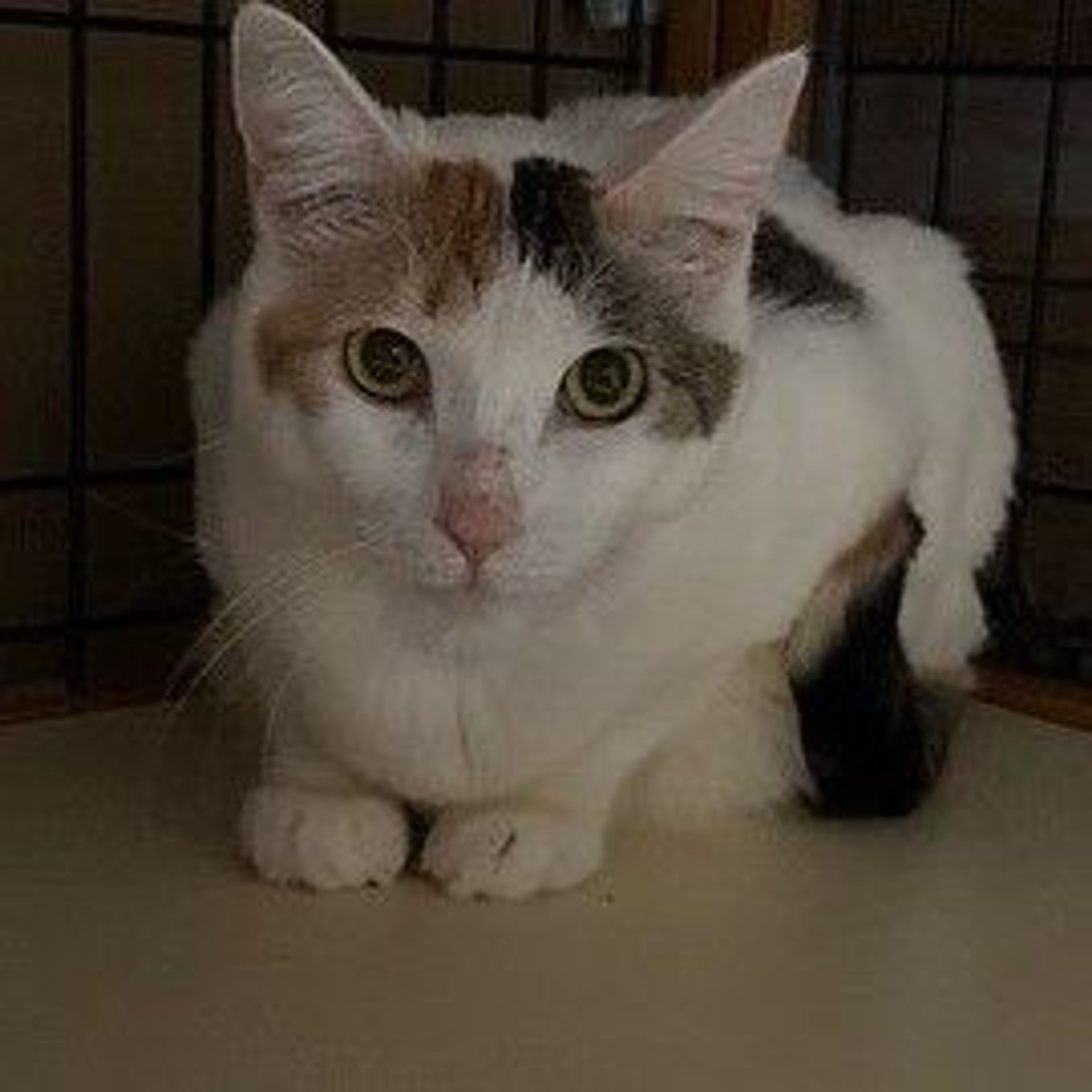 pet-image-2