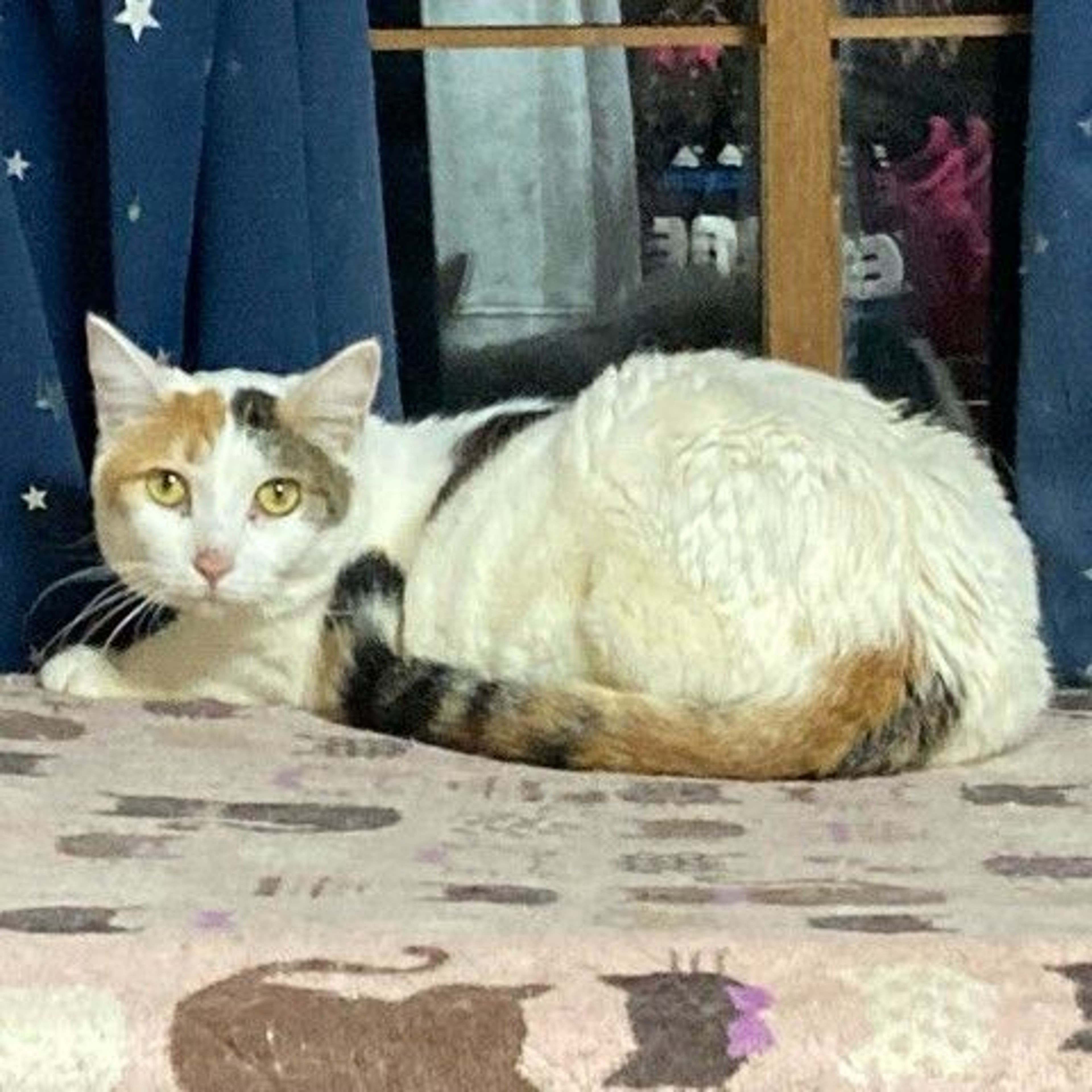 pet-image-3
