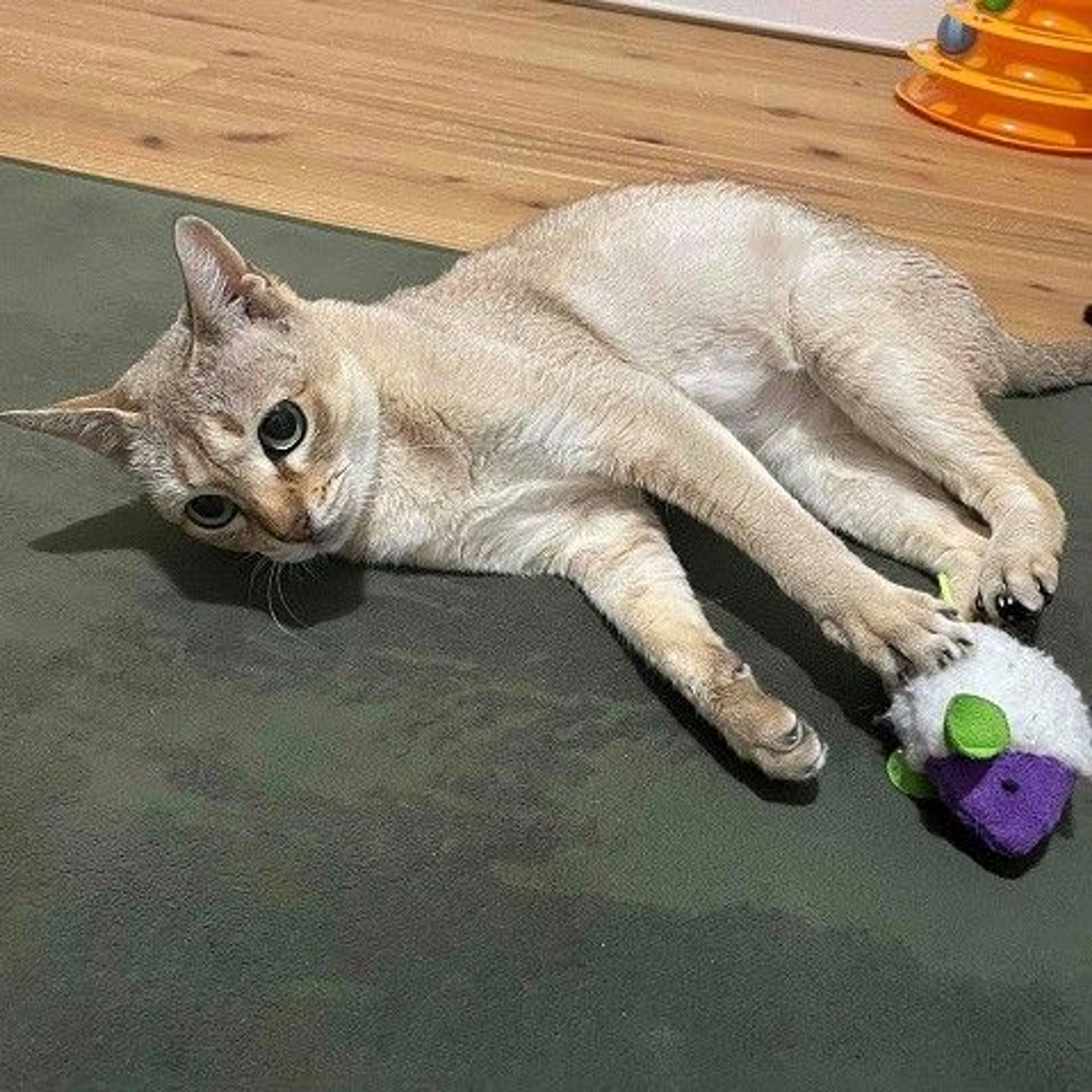 pet-image-3
