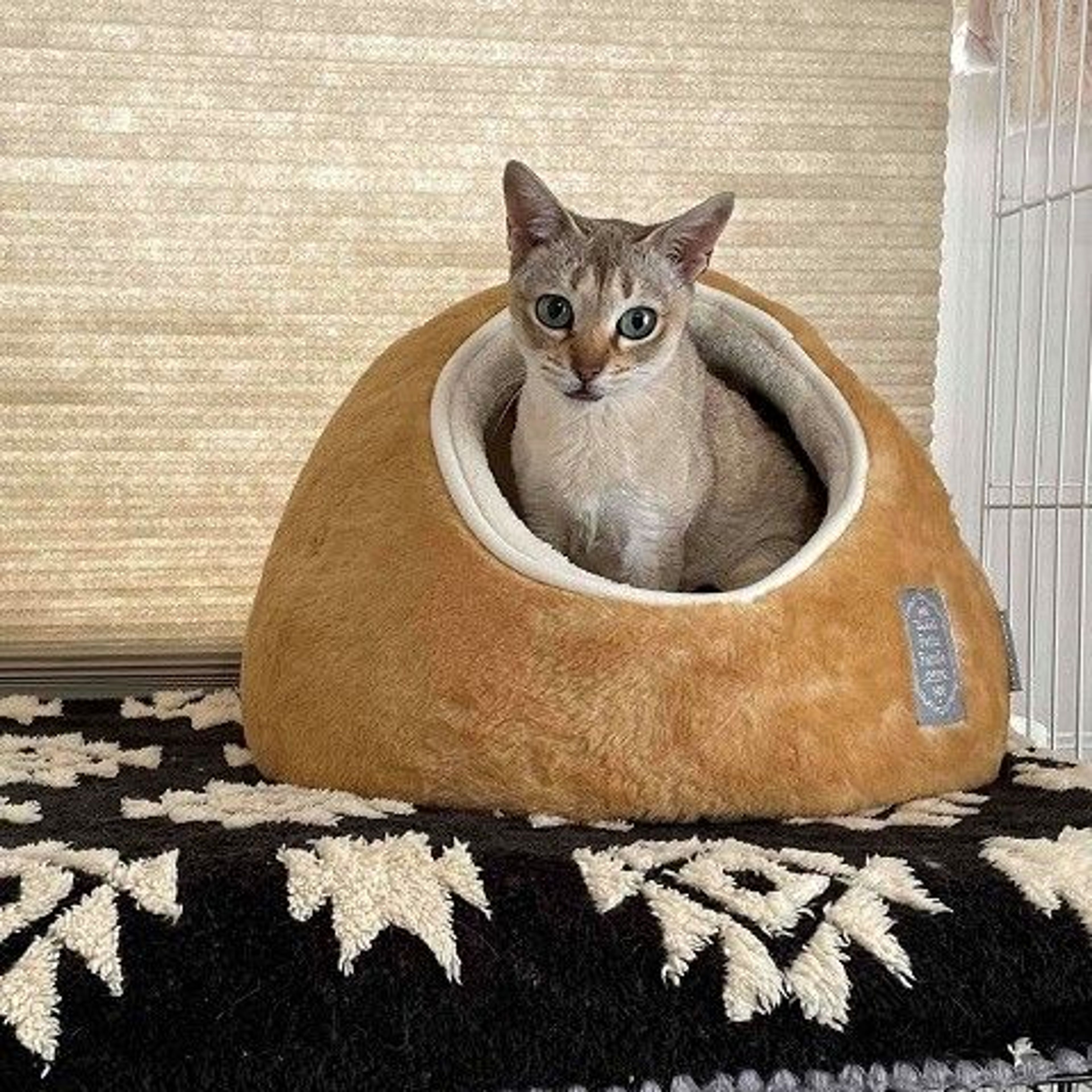 pet-image-4