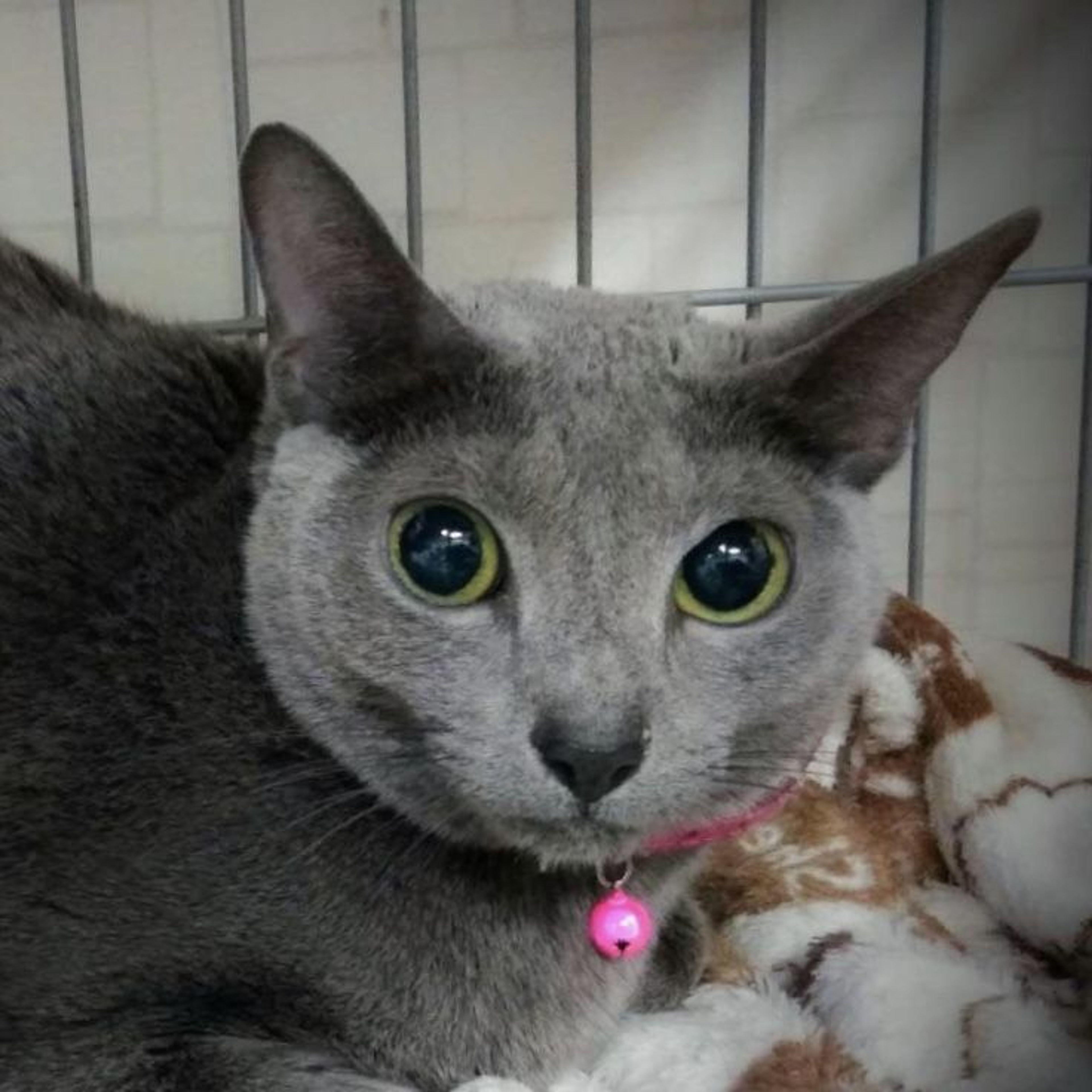 pet-image-2