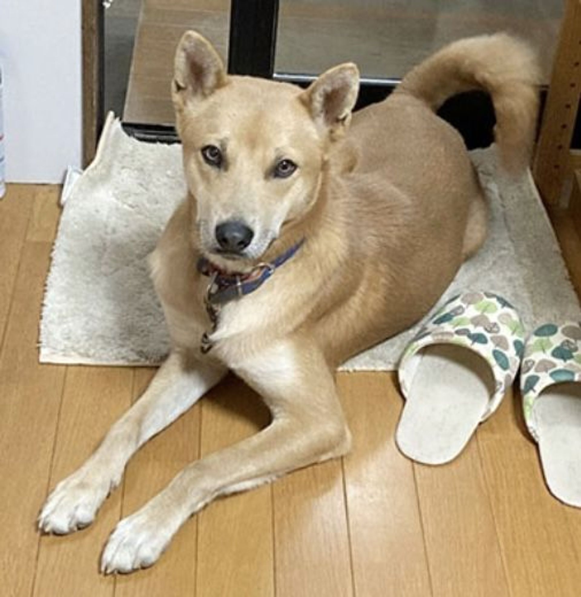 雑種（ミックス犬）・オスの里親募集の写真
