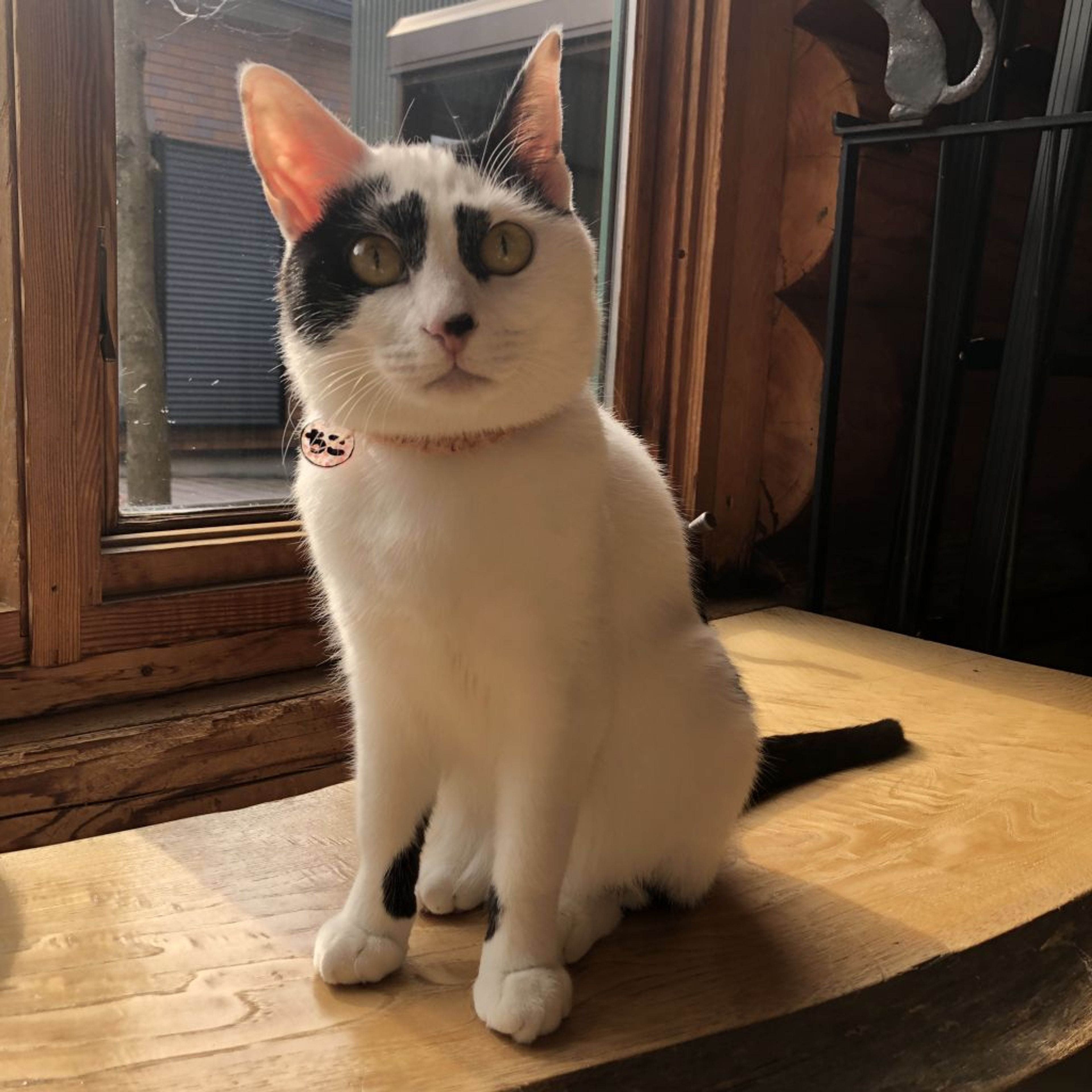 雑種（ミックス猫）・メスの里親募集の写真