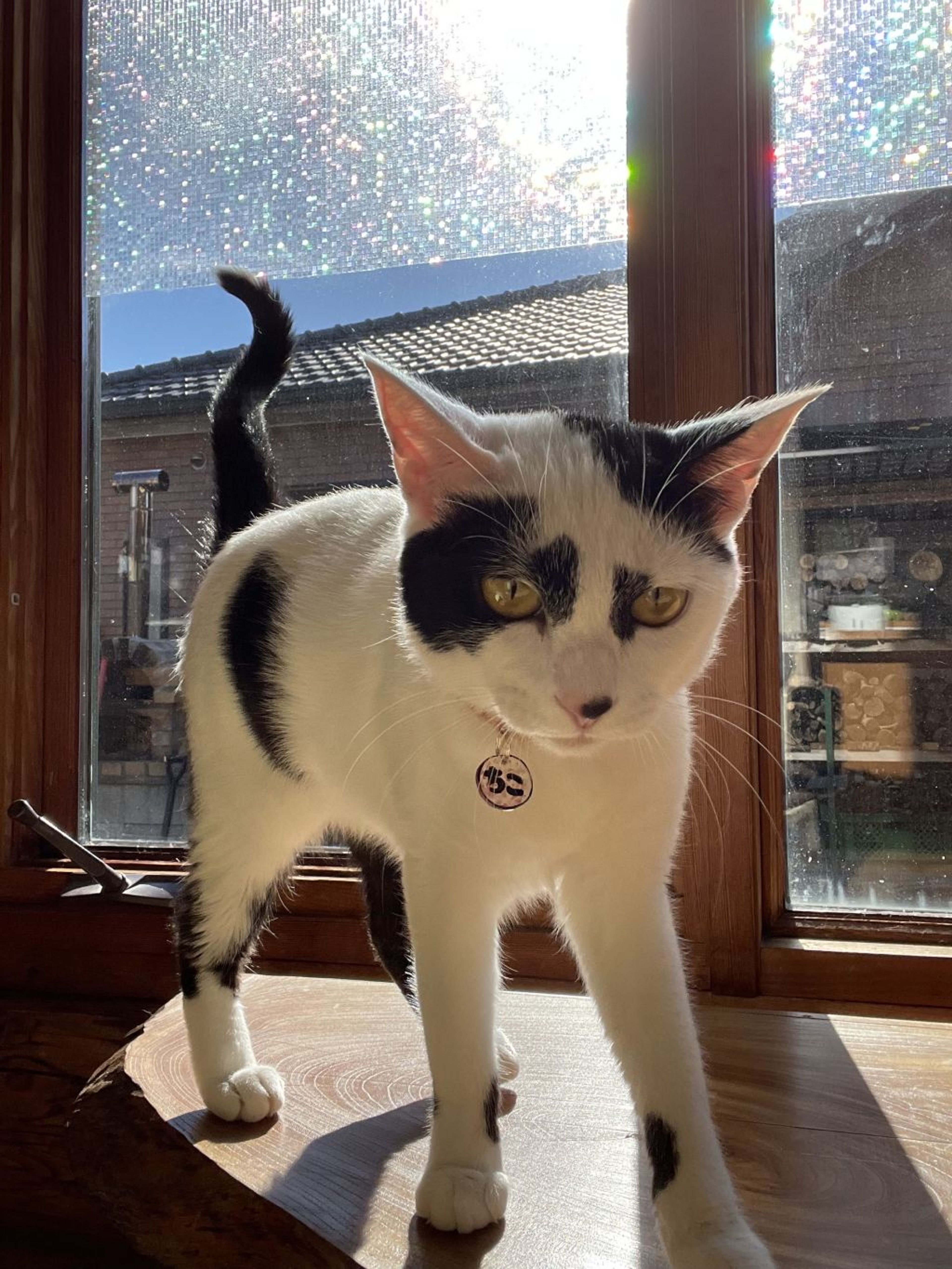 pet-image-2