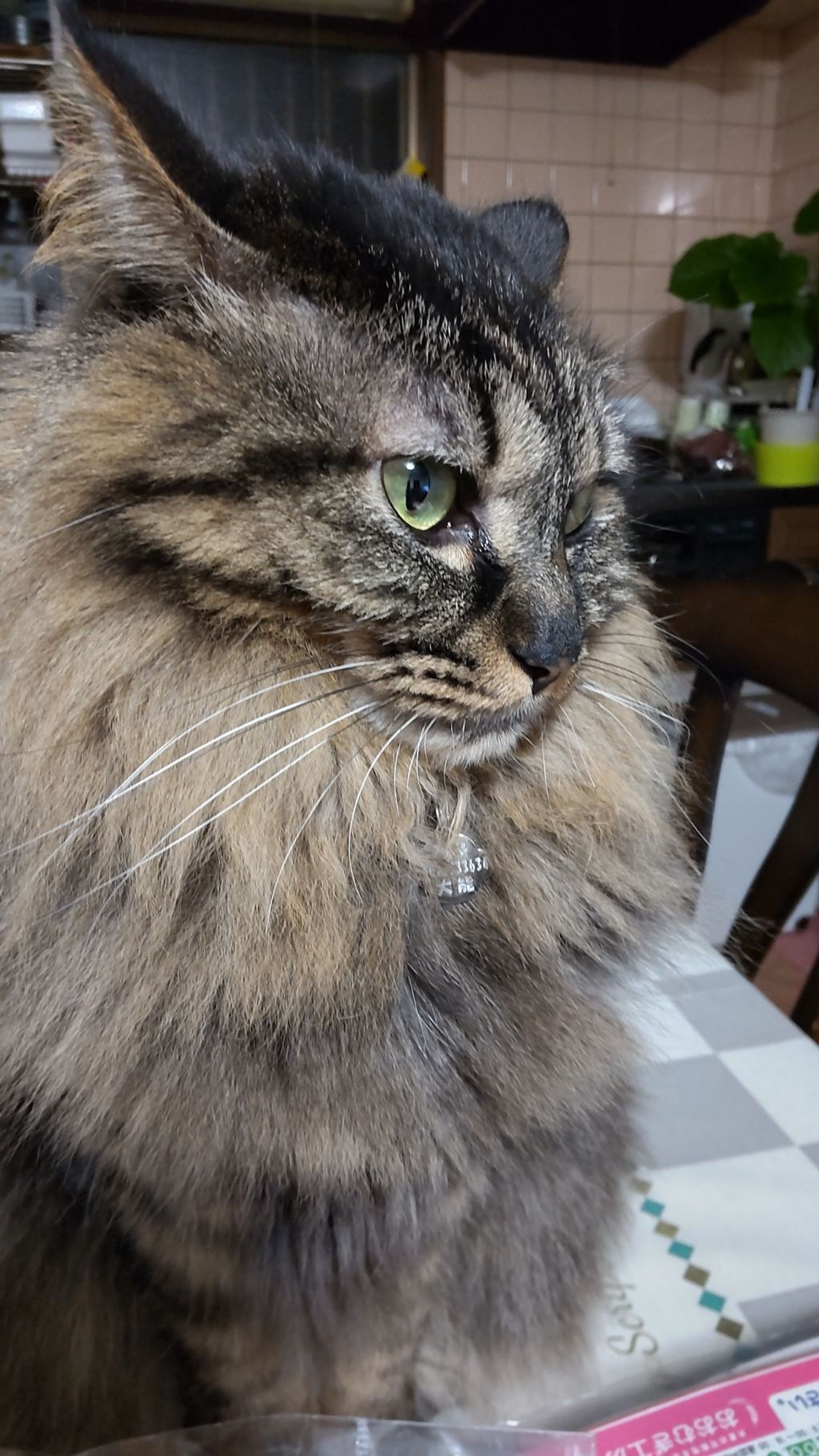雑種（ミックス猫）・メスの里親募集の写真