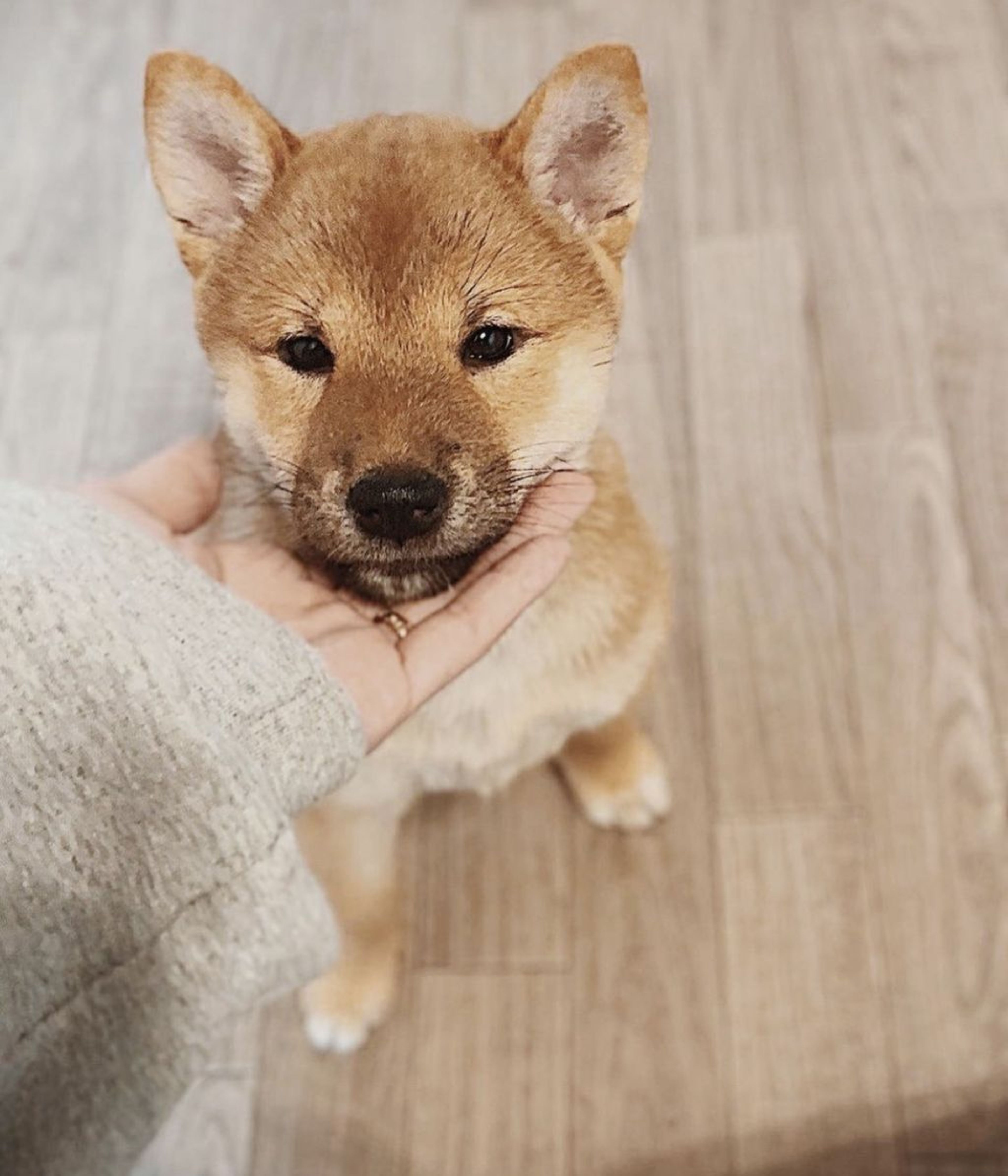 柴犬・メスの里親募集の写真
